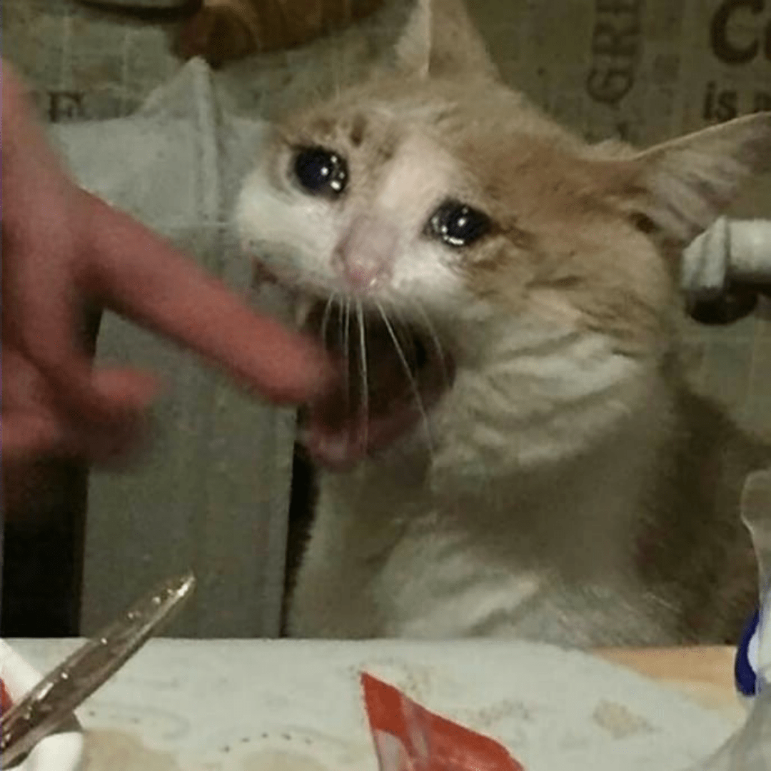 Crying Cat 1080X1080 Sad Cat Meme Full hd, hdtv, fhd