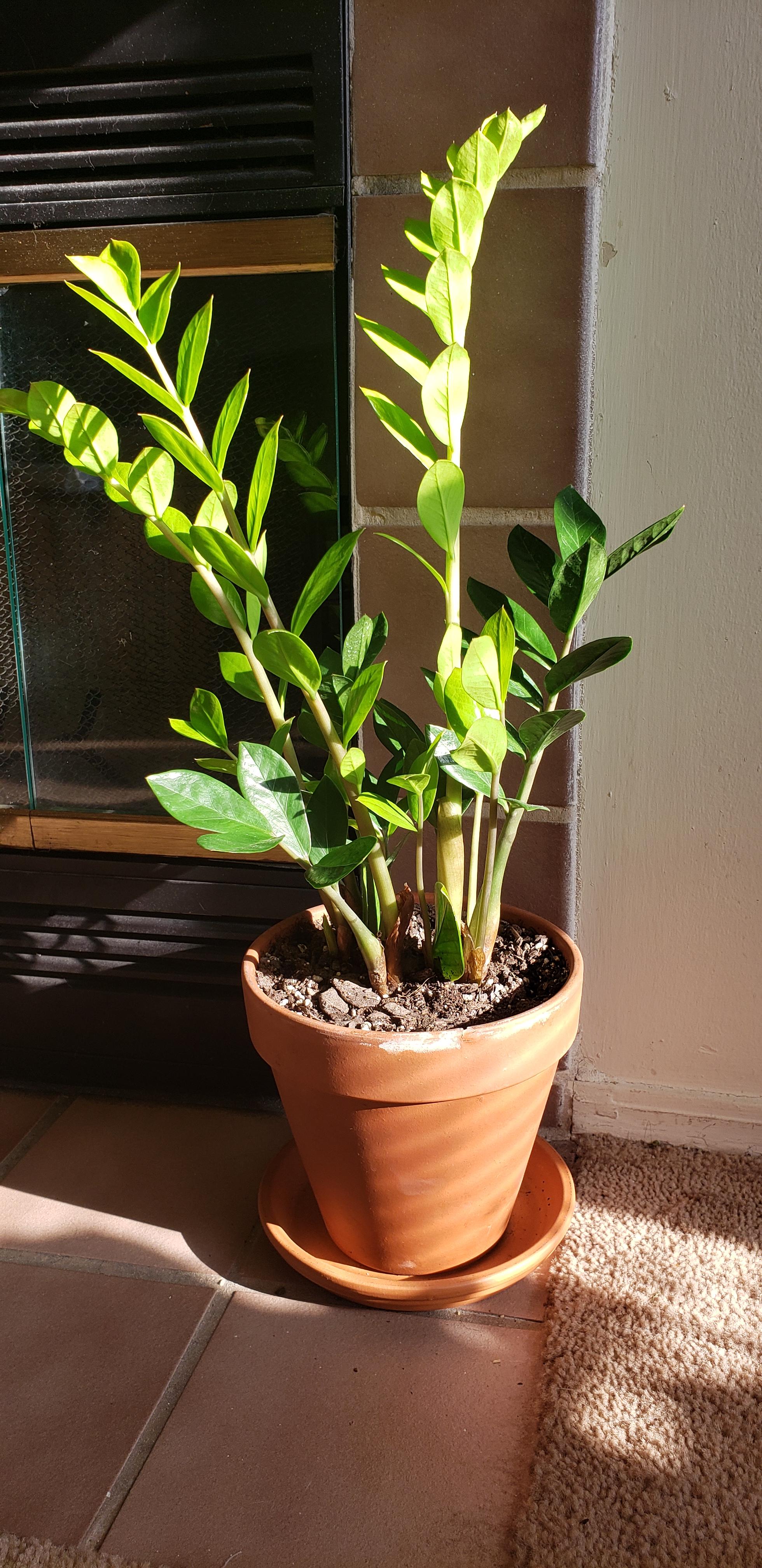 Yeah zz plants can tolerate low light but this is what happens when you