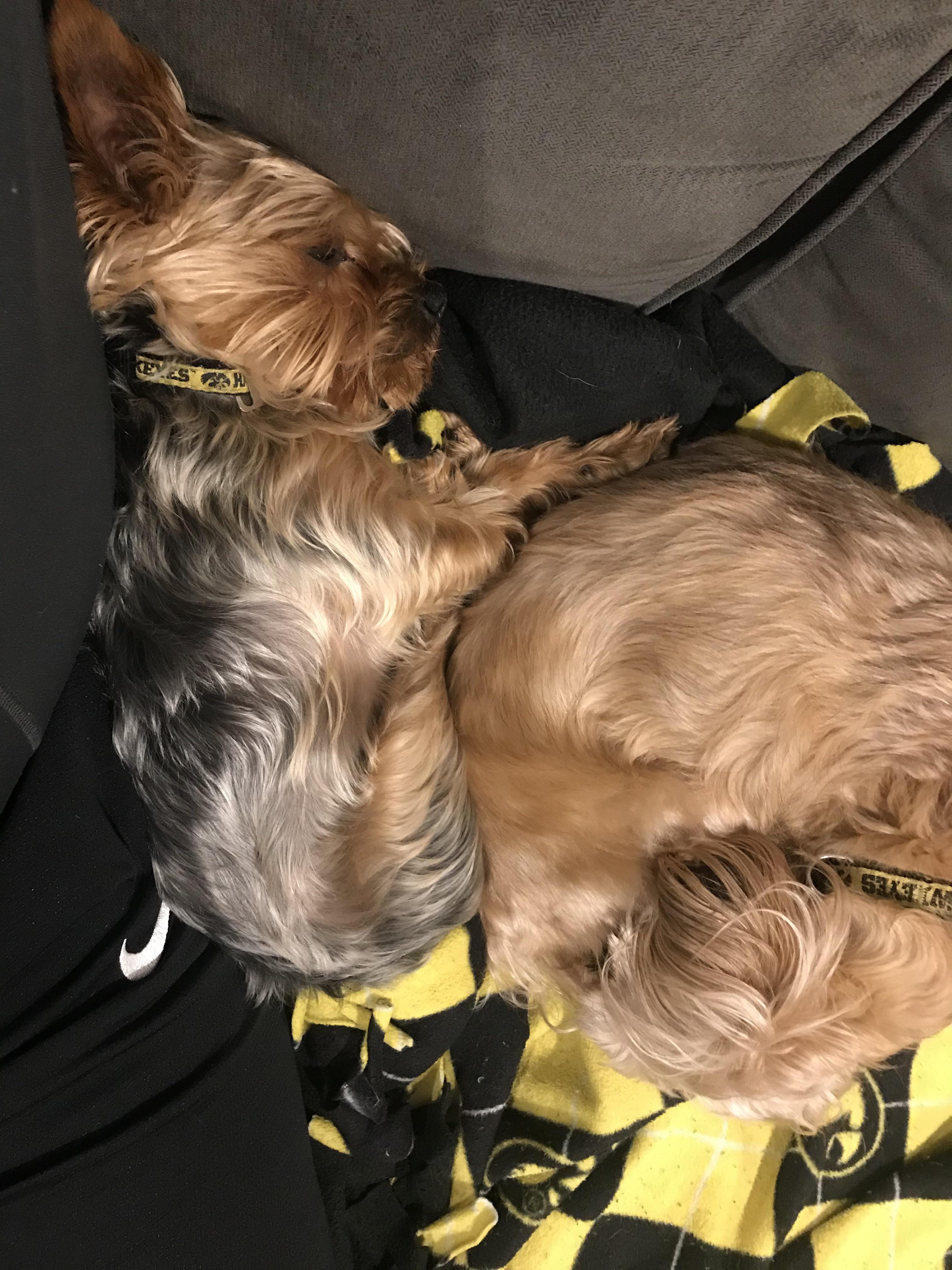 Anyone else have dogs that cuddle like this? r/Yorkies