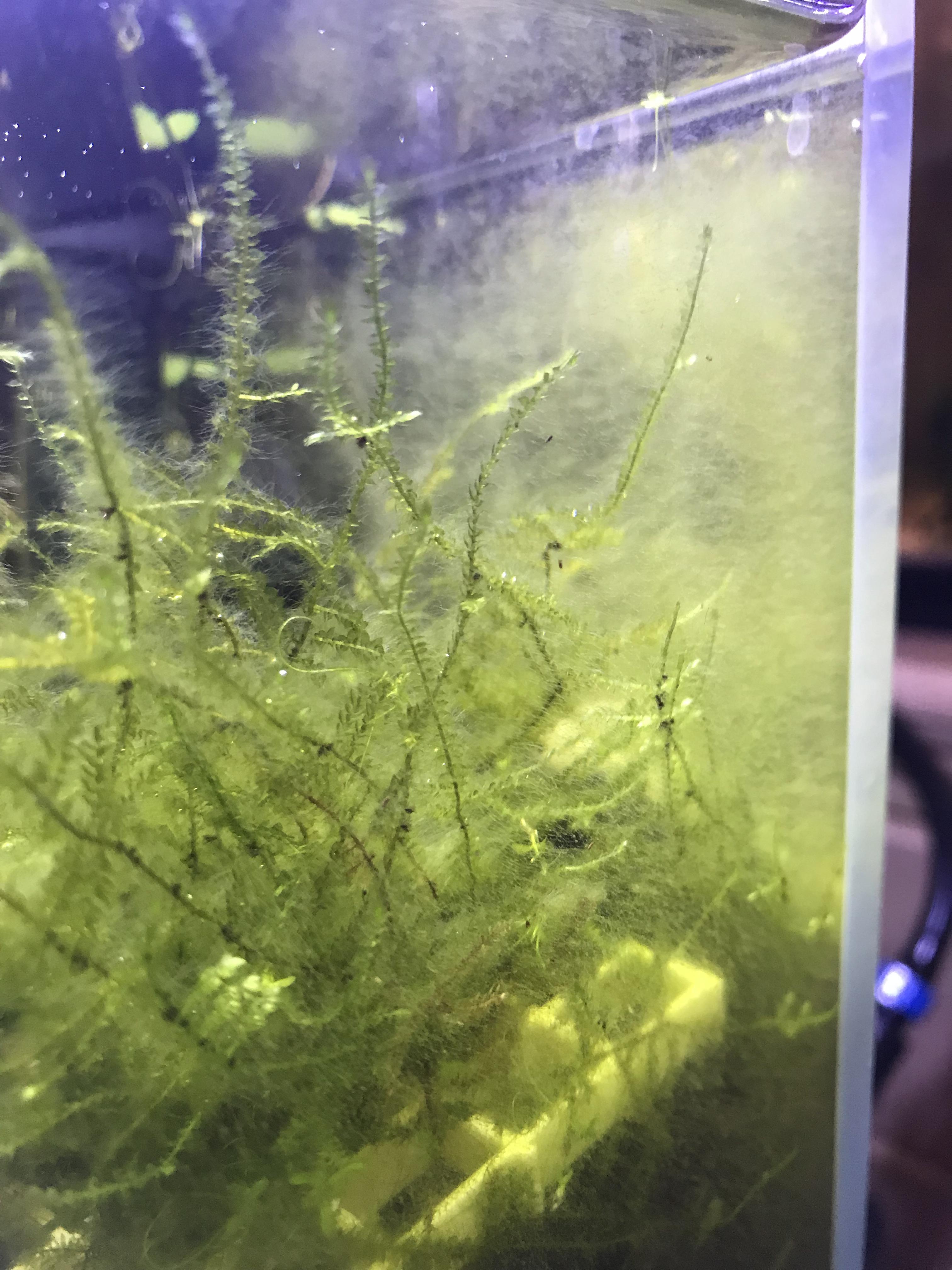 What type of algae is that growing on my glass? r/Aquariums