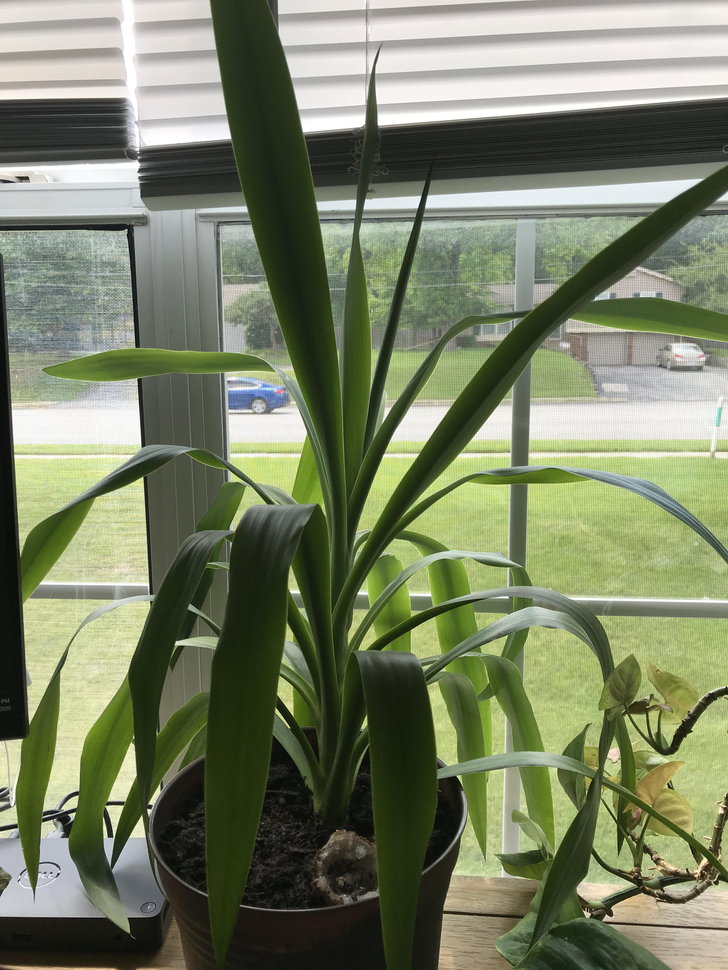 What’s this guy? Safe for cats? Some kind of dracaena? r/whatsthisplant