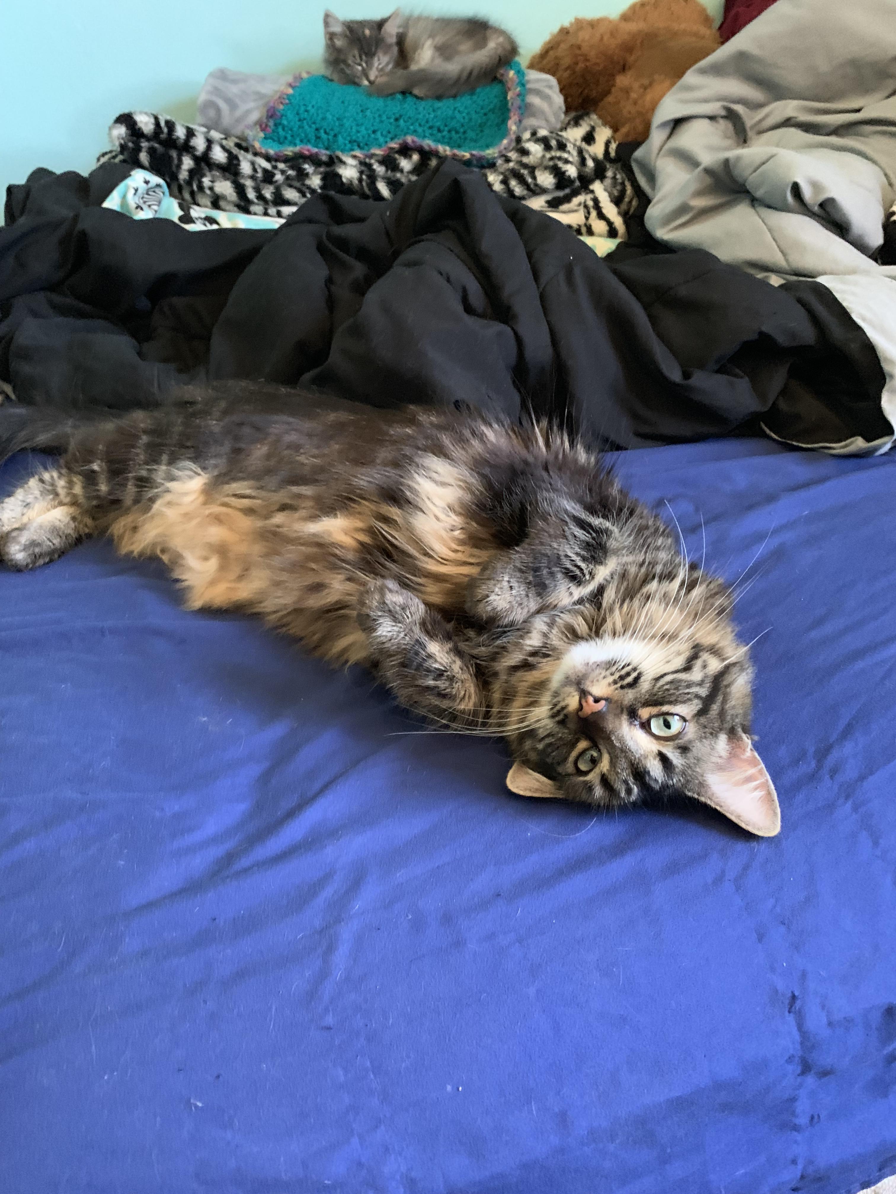 My roommate’s Maine Coon, with an added kitten in the background. Sorry