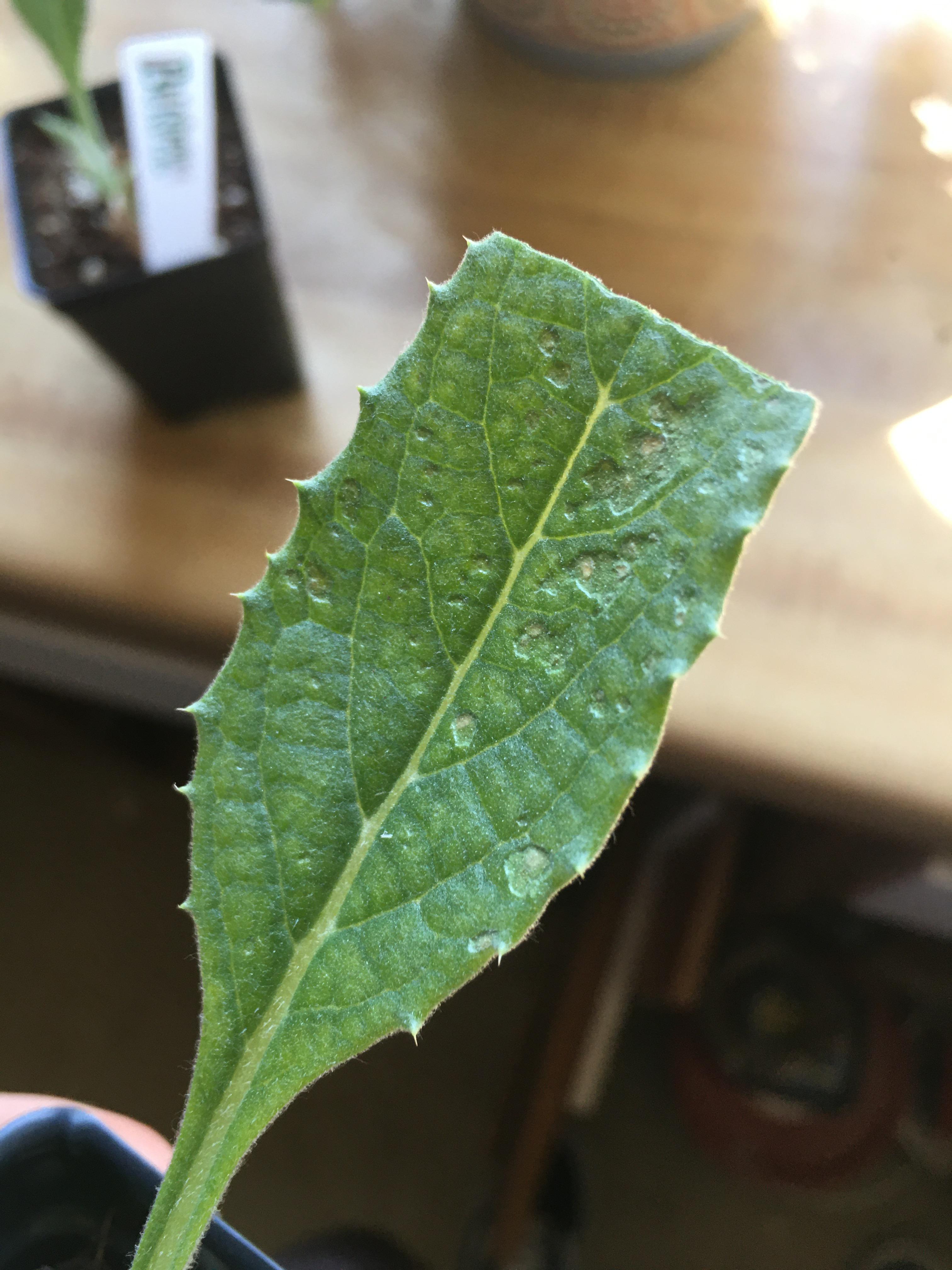 This has hit all of my artichoke seedlings, causing leaves to spot and