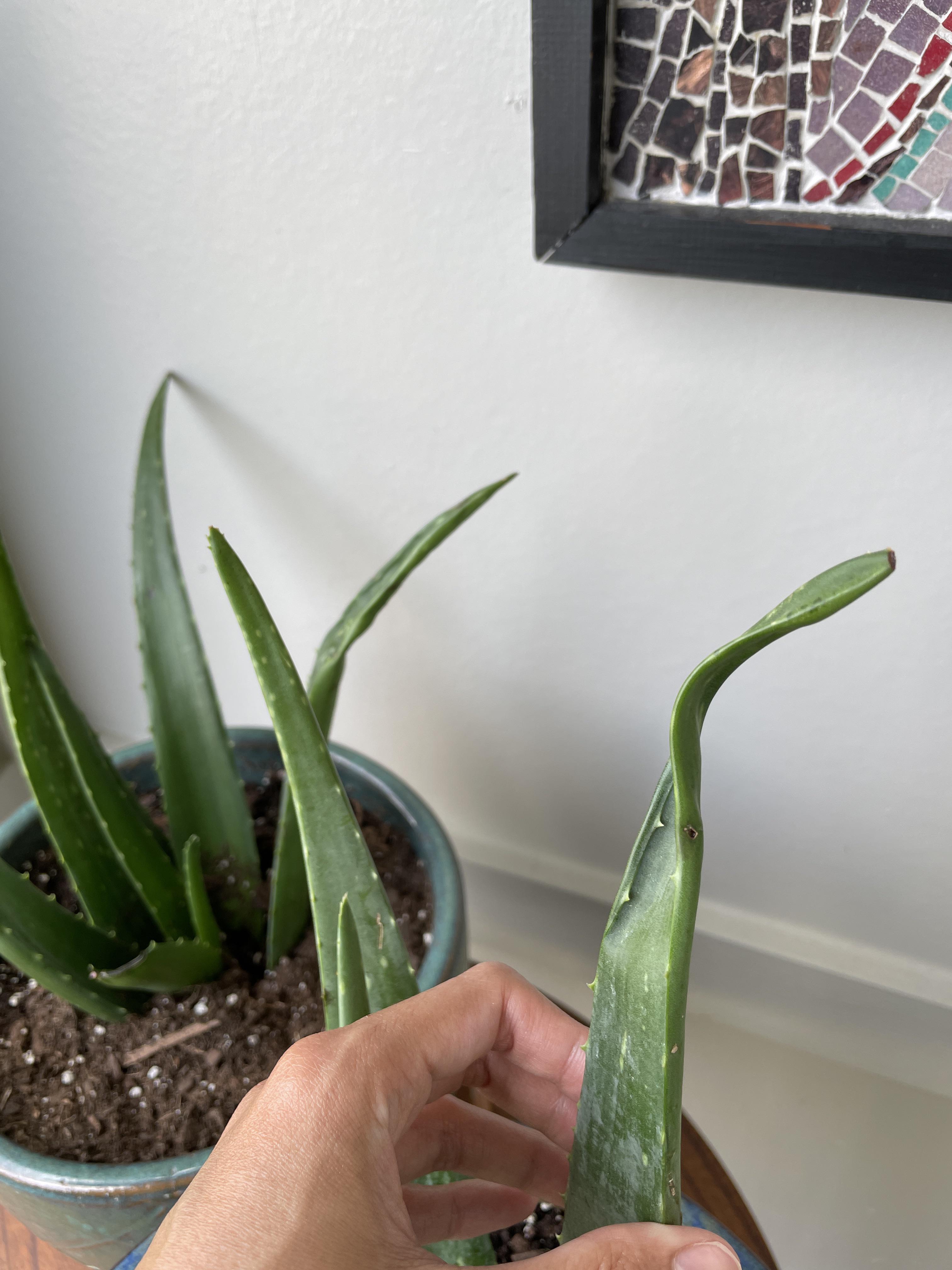 Why is my aloe vera curling? r/gardening