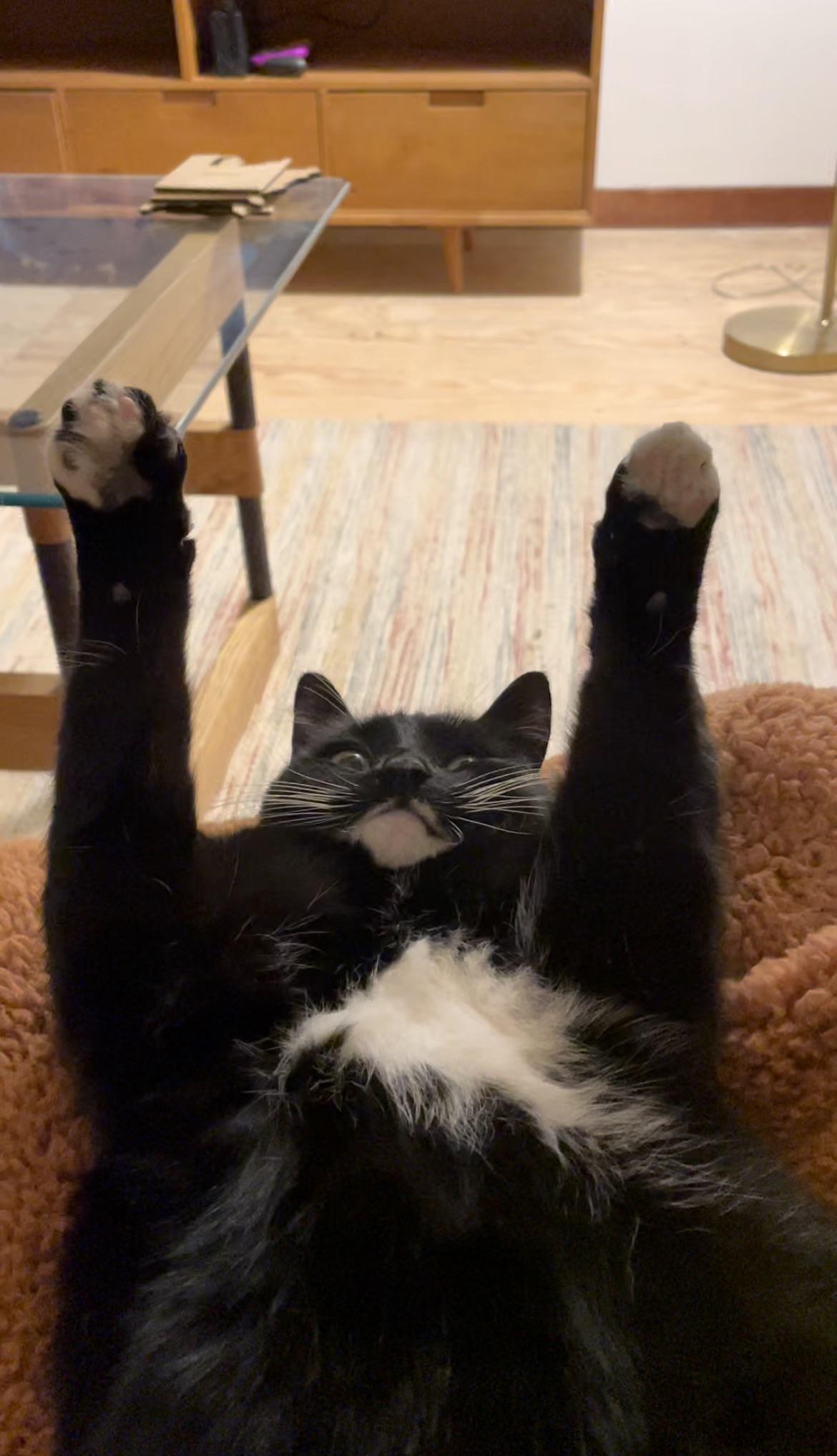 PsBattle A cat with their arms up