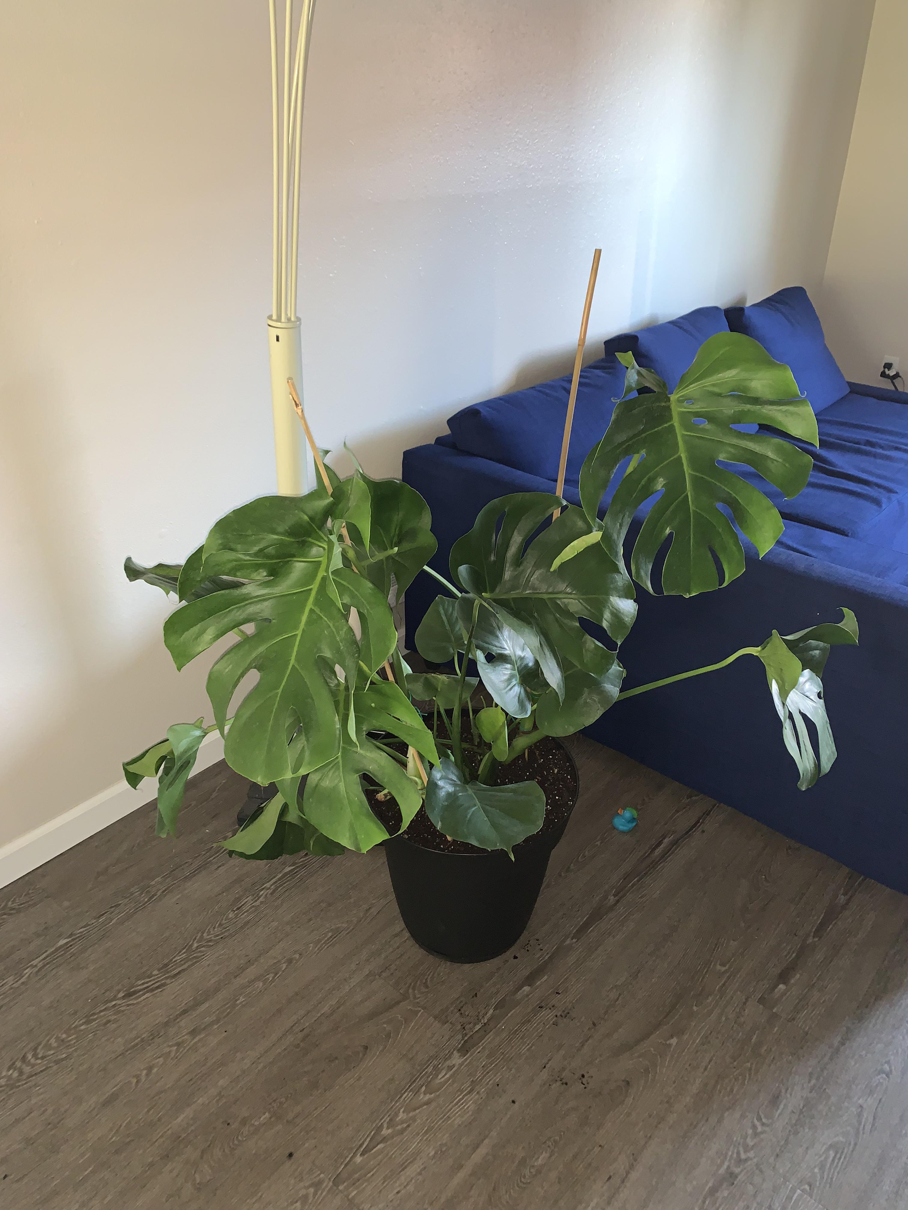 Help me how often and how much water should I give my new plant. Online