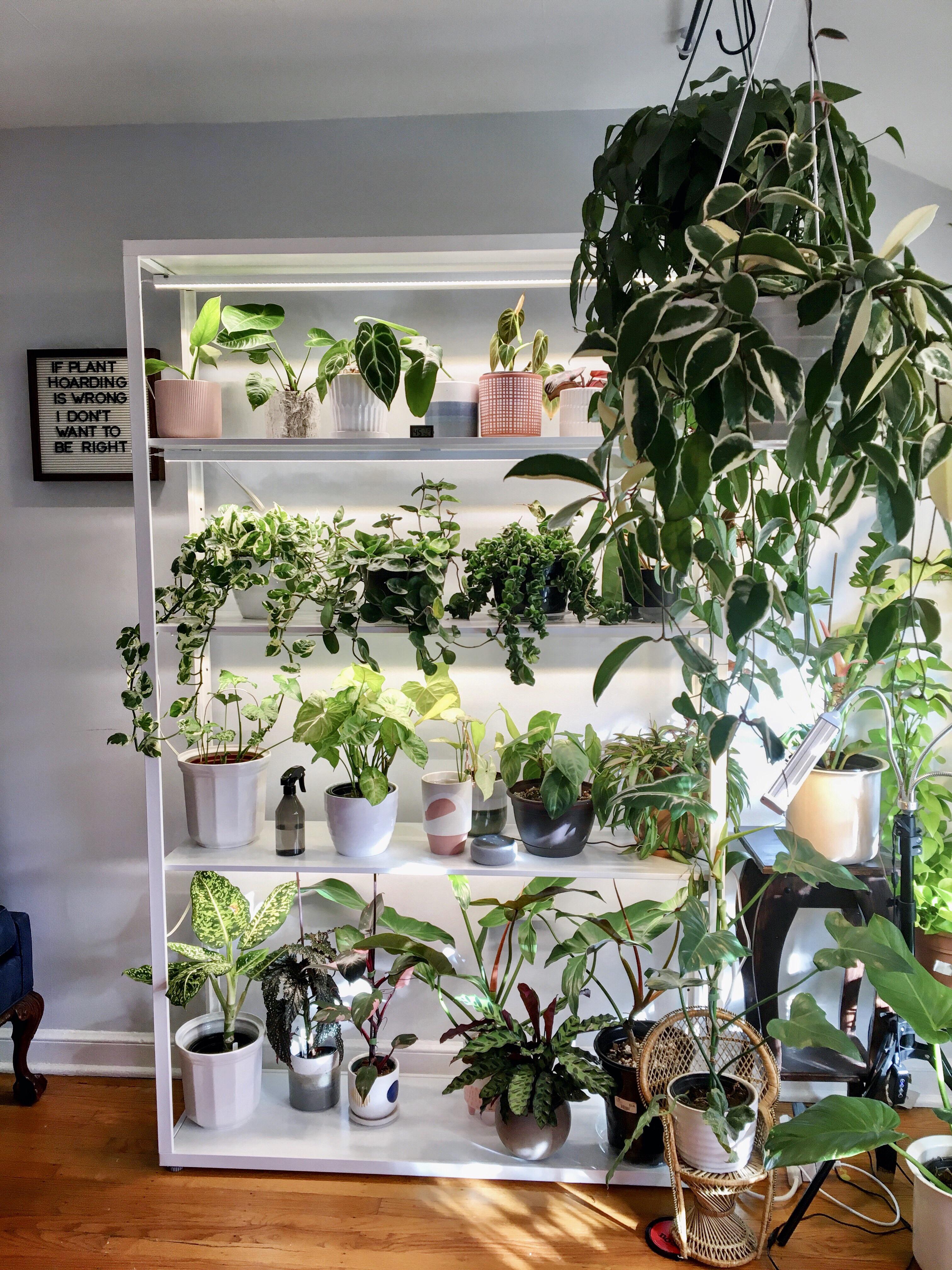 One side of my plant room r/houseplants
