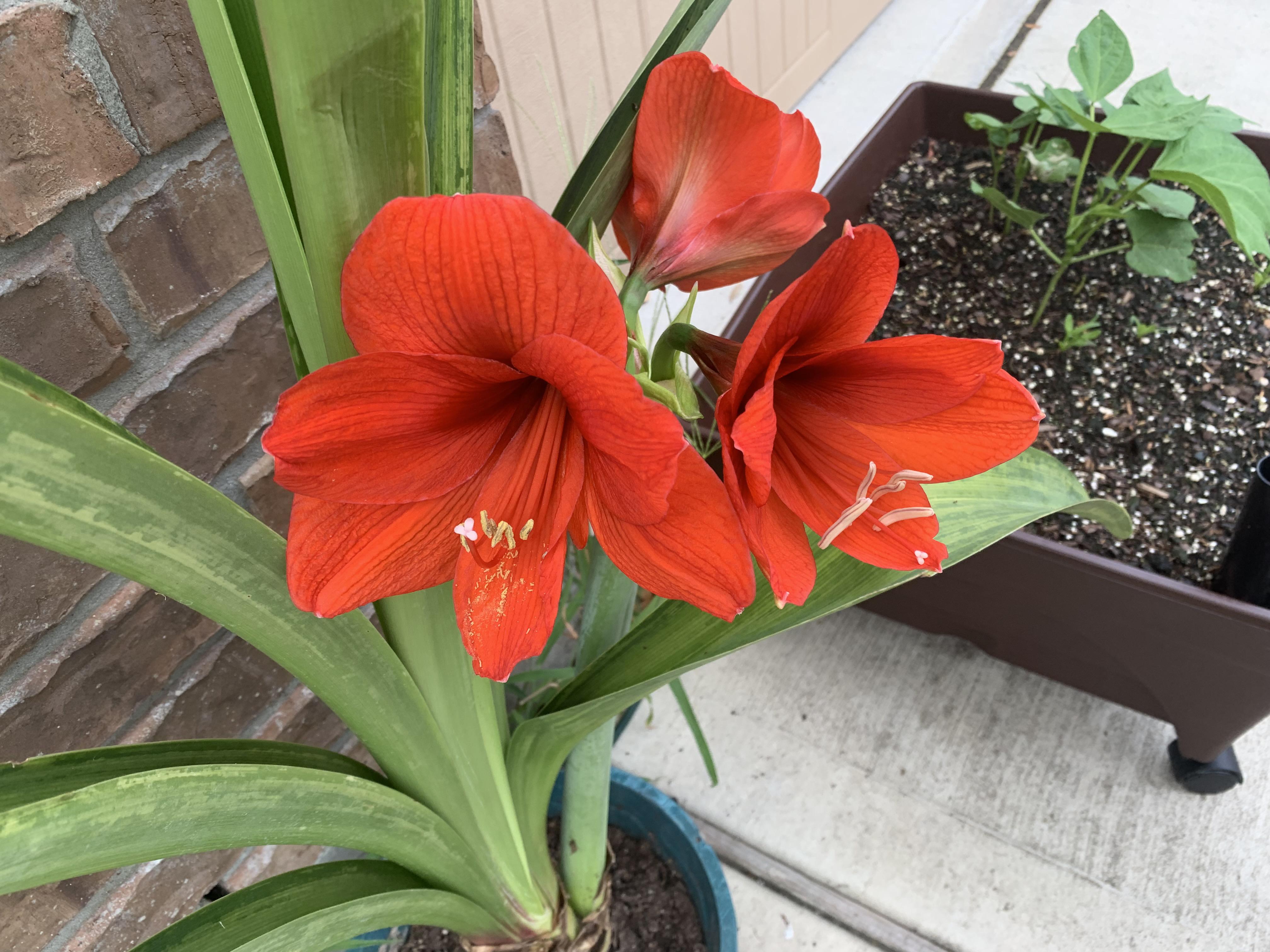 My Amaryllis has bloomed, and she is a beauty! r/gardening