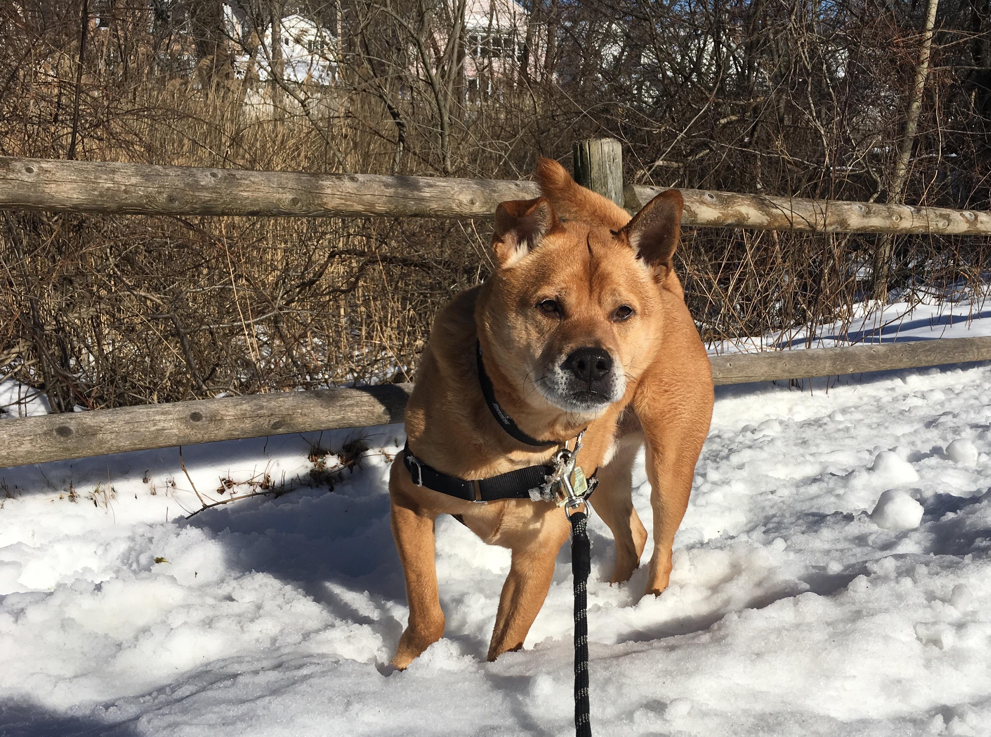 Adorable Shiba Inu Lab Mix l2sanpiero