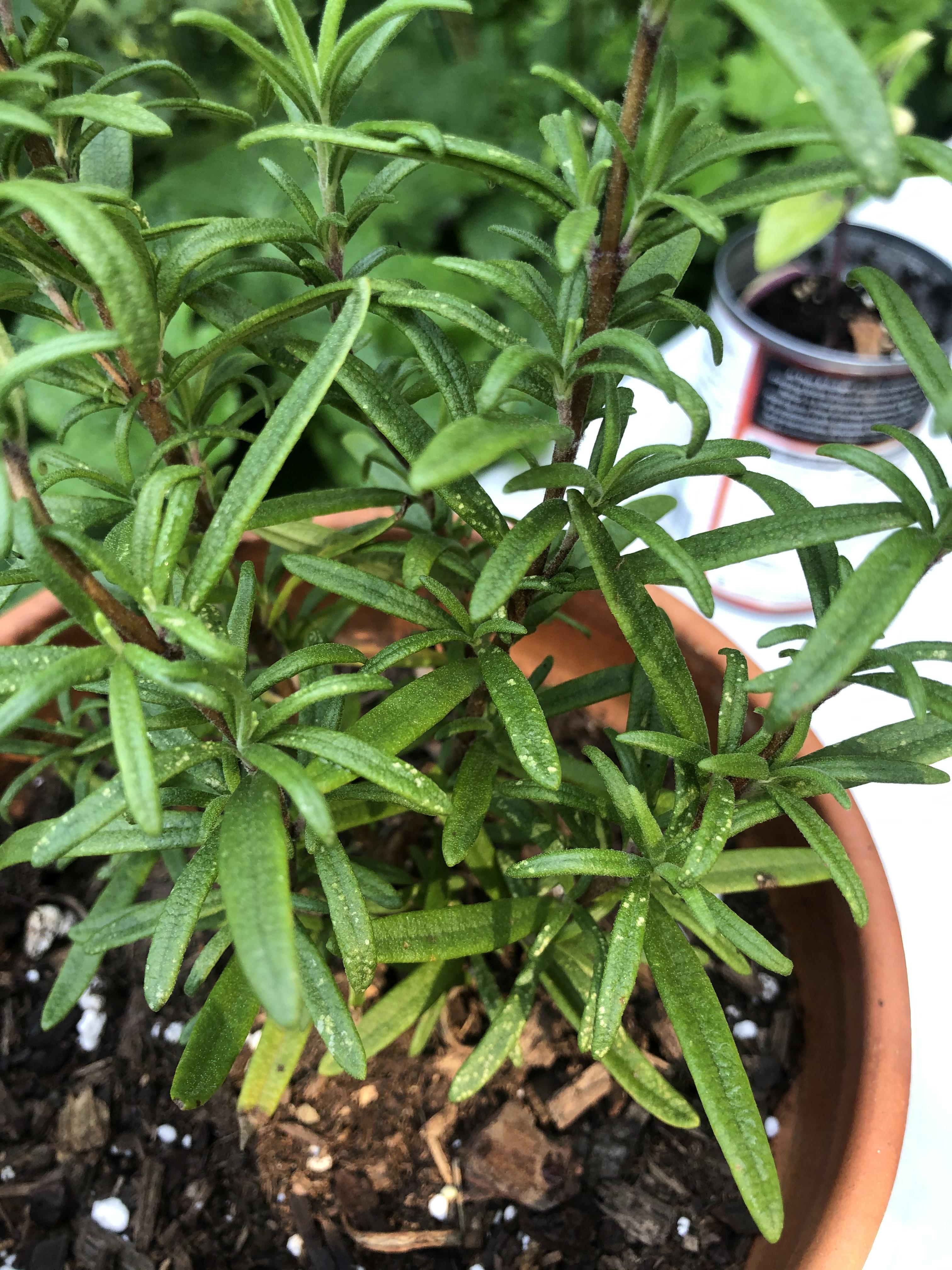 White spots showing on rosemary can anyone diagnose? Root rot? r/herbs