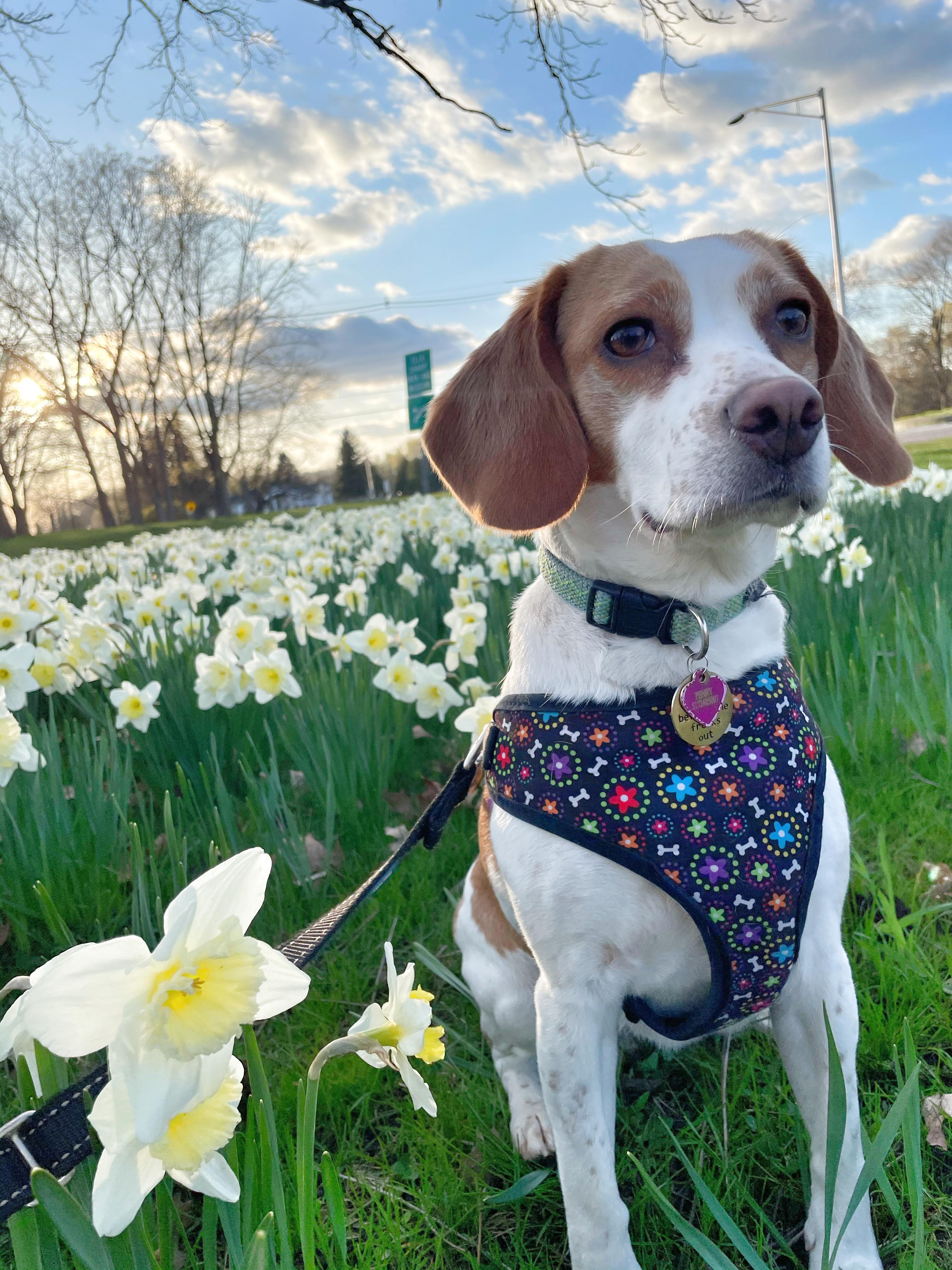 UPDATE Four beagle babies have entered the chat! All are healthy and nursing great. beagles