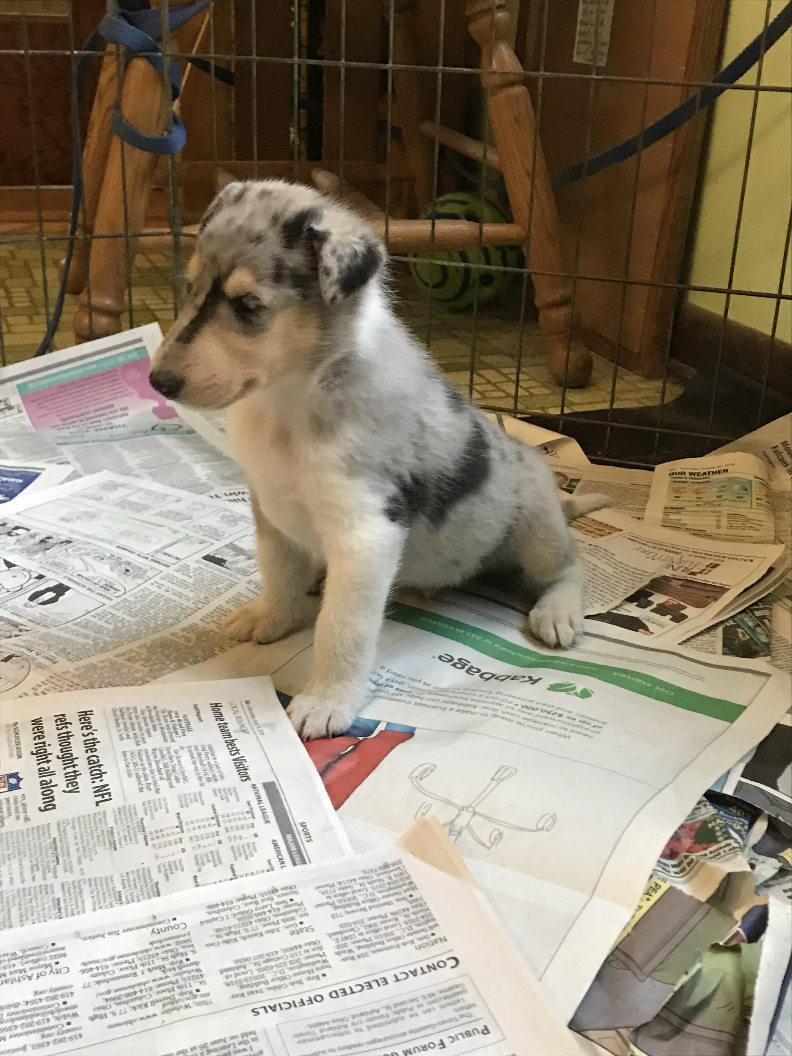 I met my puppy today ) r/roughcollies