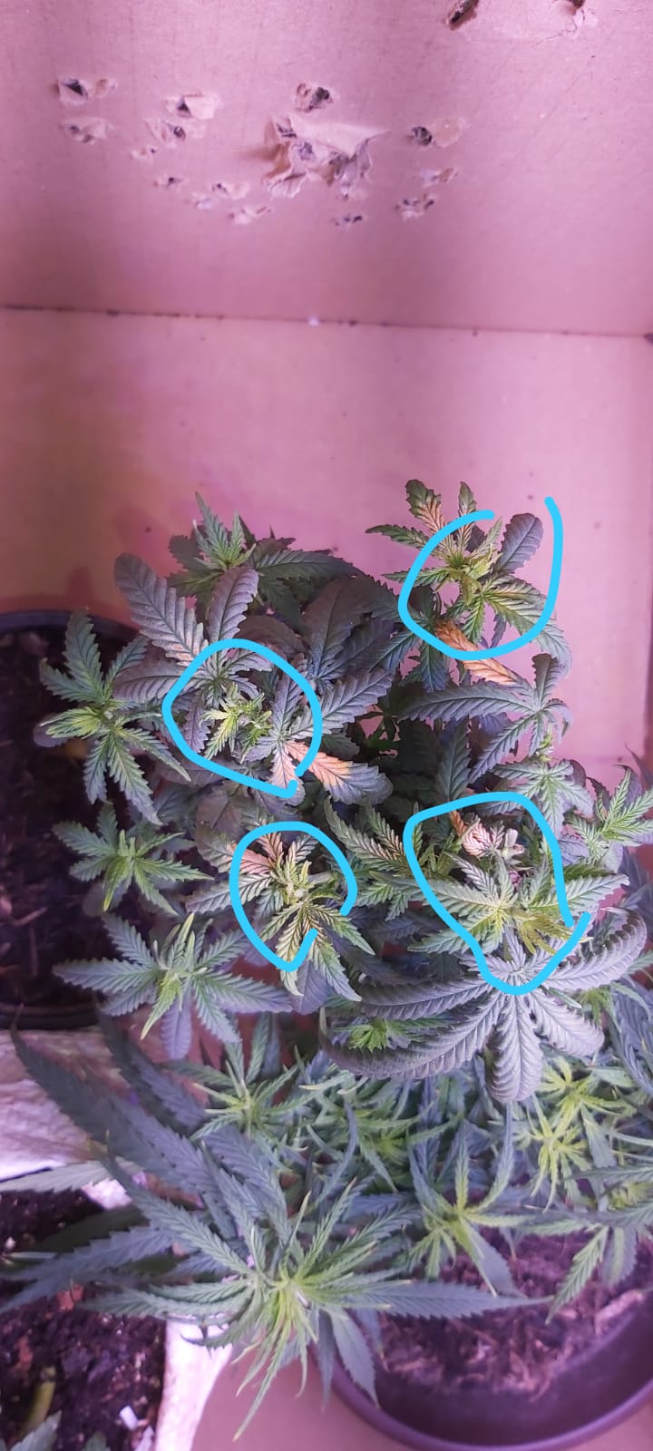 This is Northern Light Autoflower. 60 days and she still dont flower