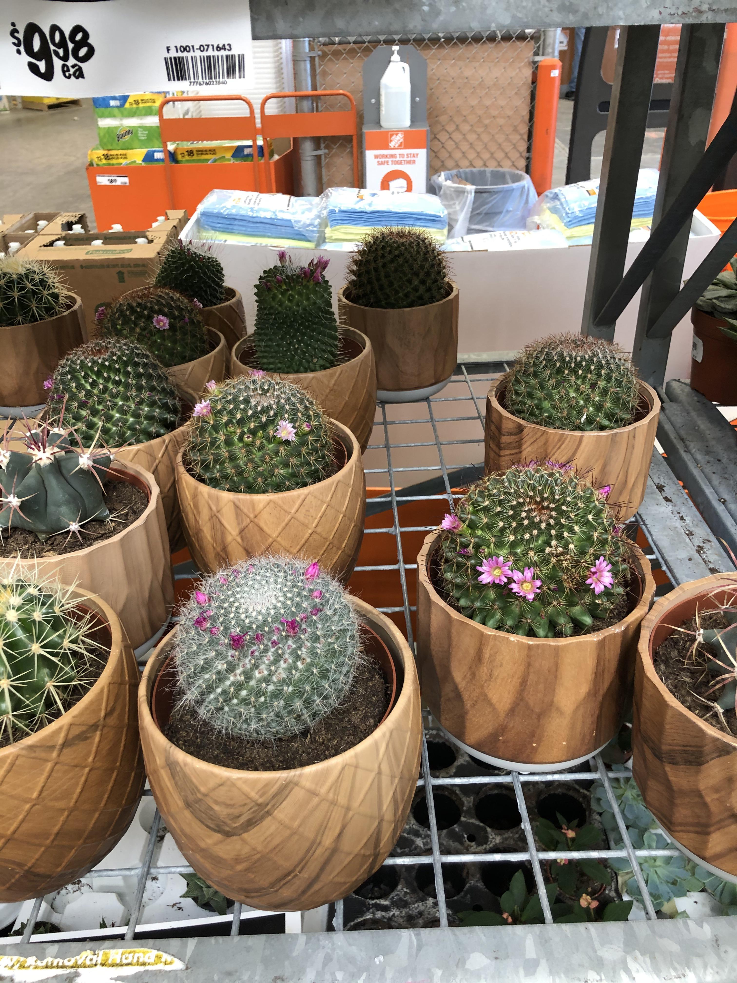Flowering cacti Home Depot Cyrville r/ottawa