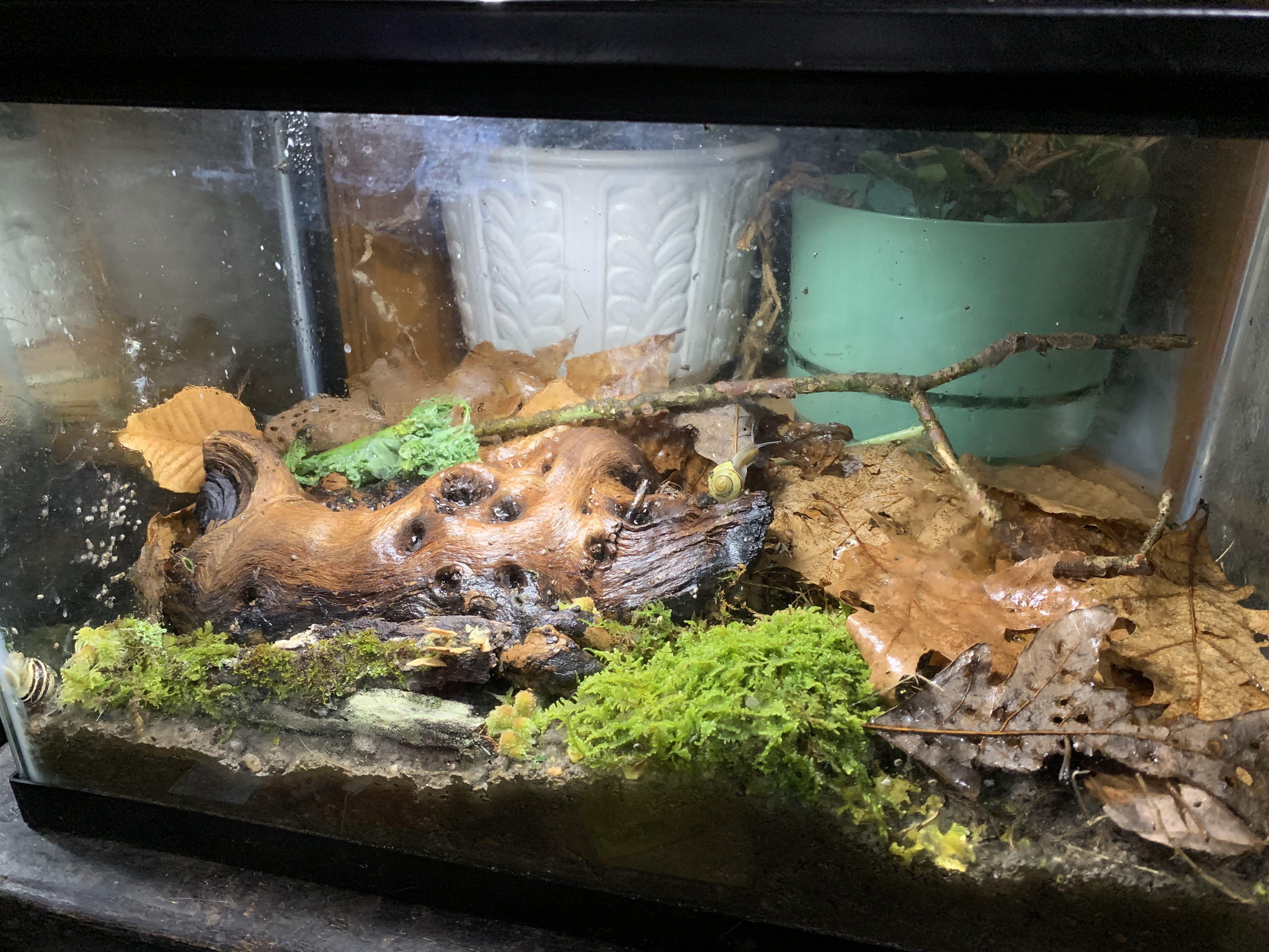 10 Gallon Snail Tank, Setting Up 20 Gallon Soon r/snails