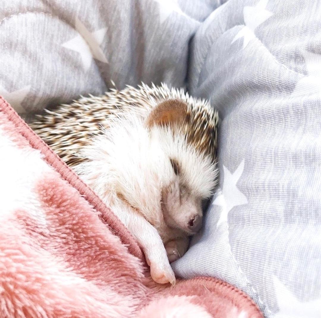 Sleepy hedgehog r/aww