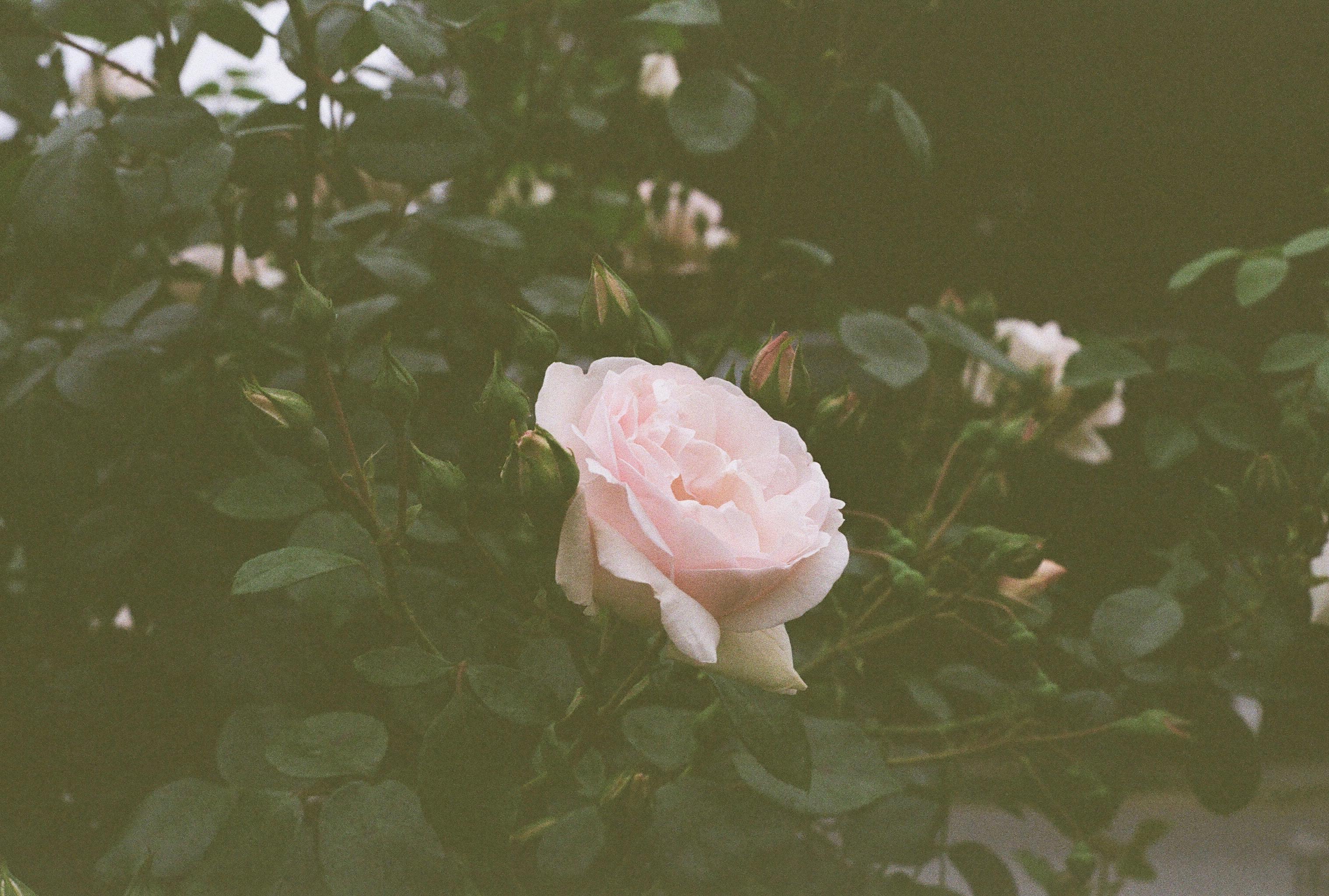 Roses really smell like... .Pentax k1000. Kodak color plus 200 r/analog