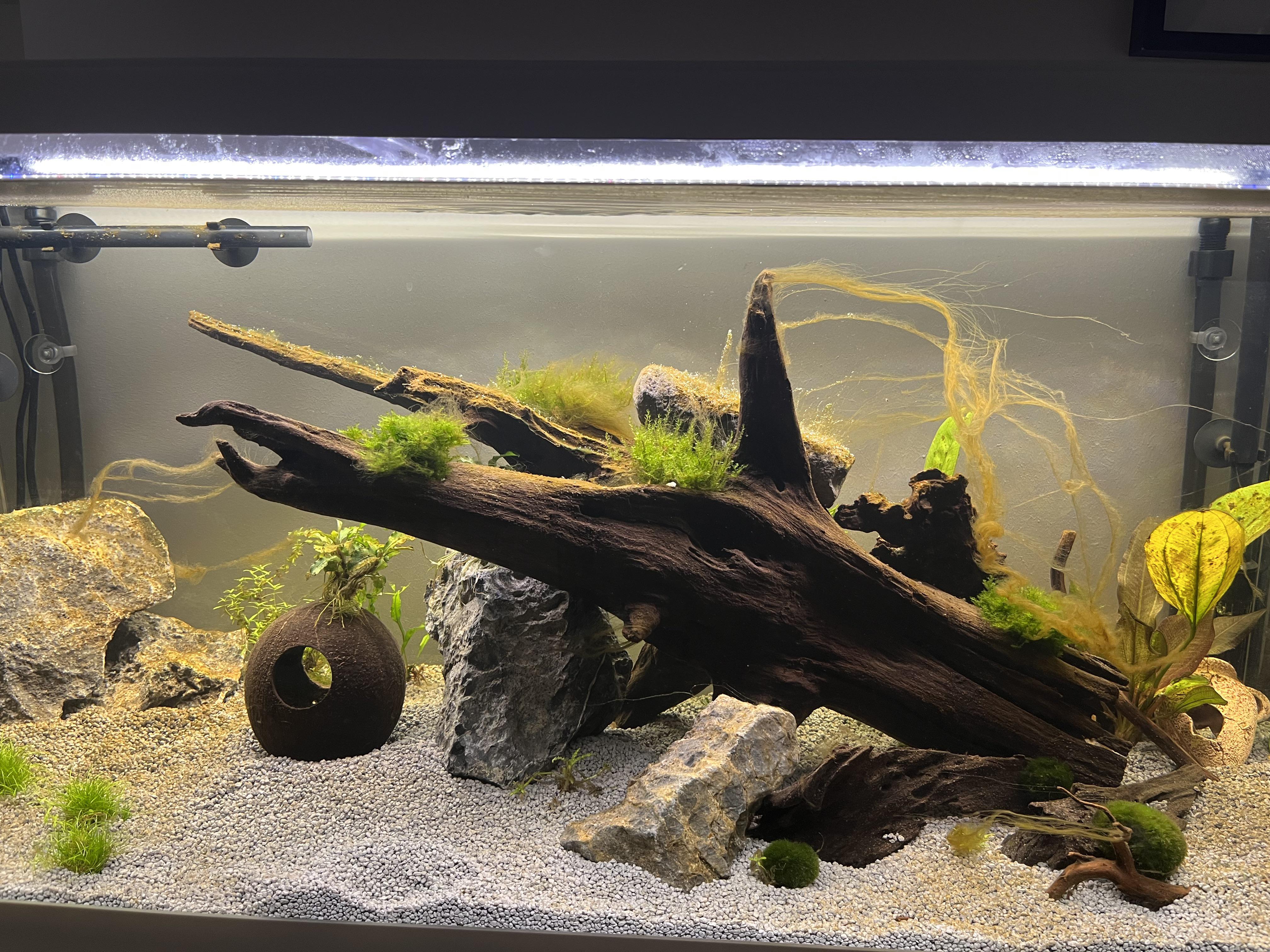 Is the diatoms amount normal? The Aquarium is now nearly 2 Weeks old