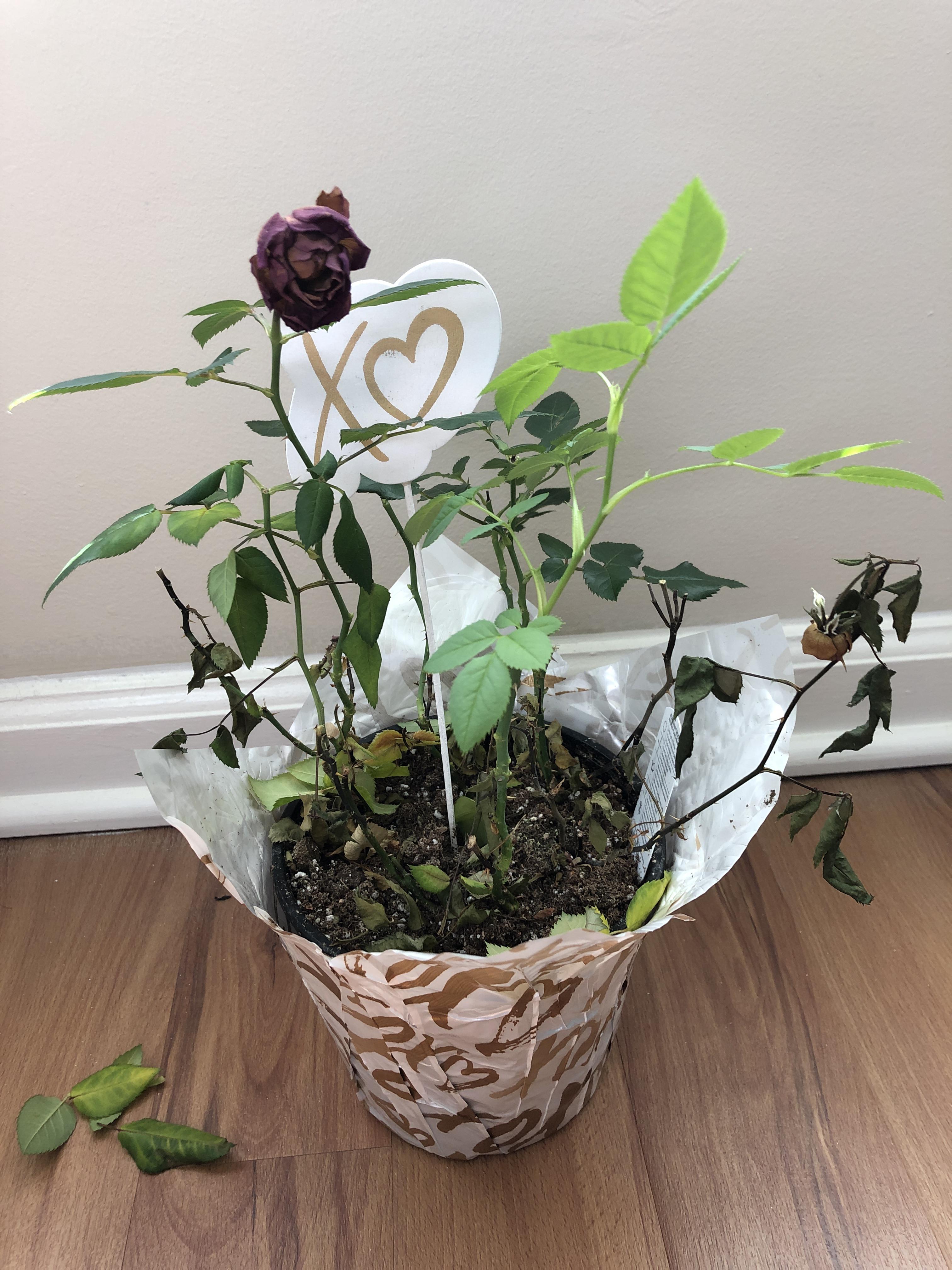 My poor miniature rose stopped blooming and has lost over half of its