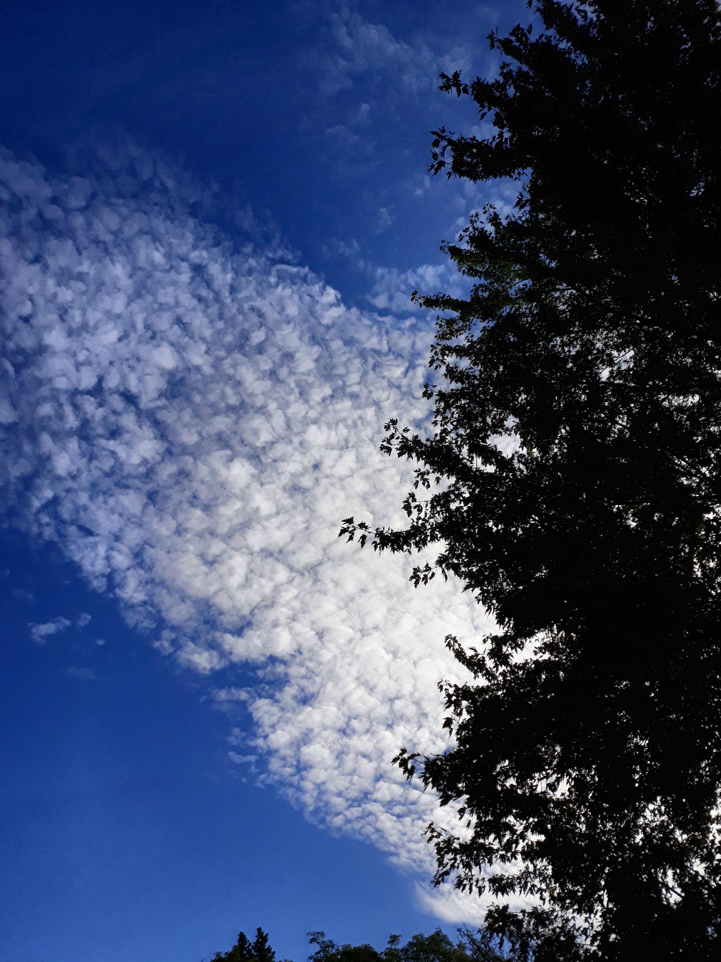 Bumpy clouds peeking out from behind the tree r/CLOUDS