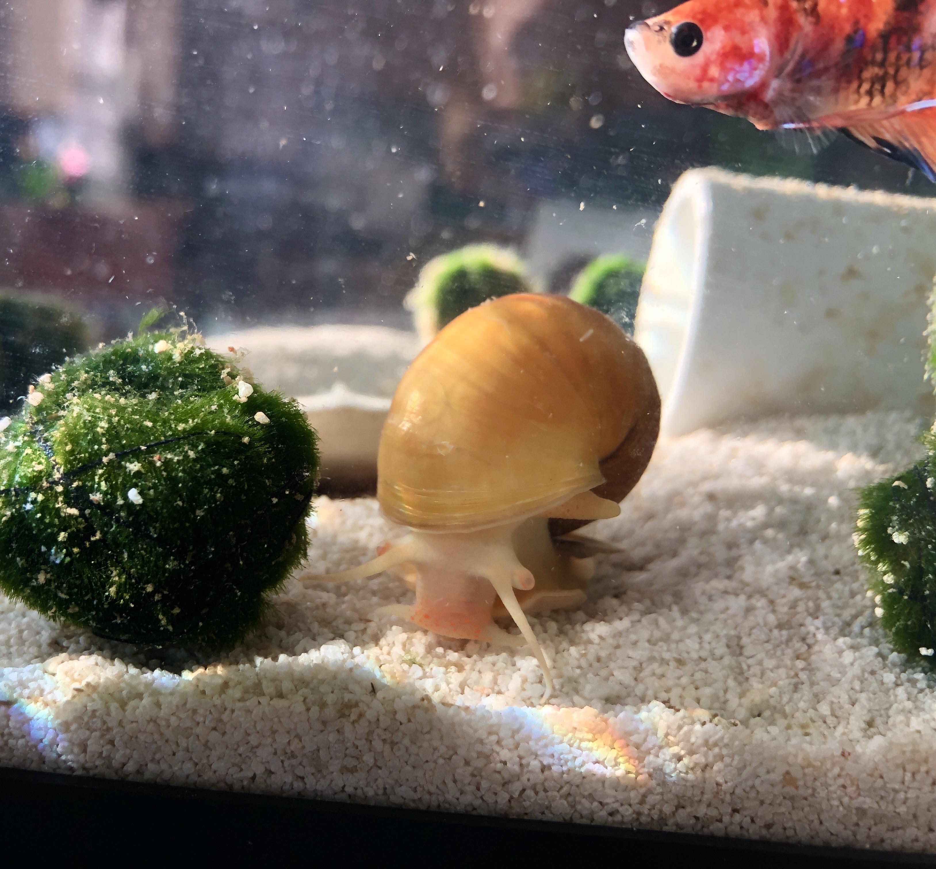 I never knew snails can be this CUTE r/AquaticSnails