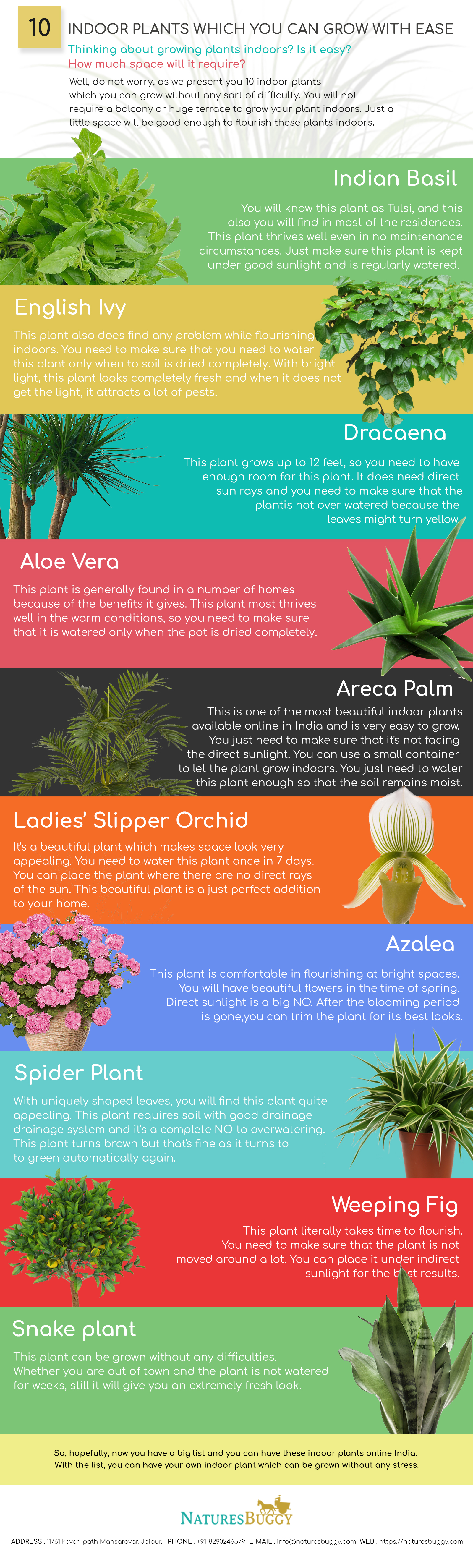 The Best of the Infographic 10 Indoor Plants Which you can