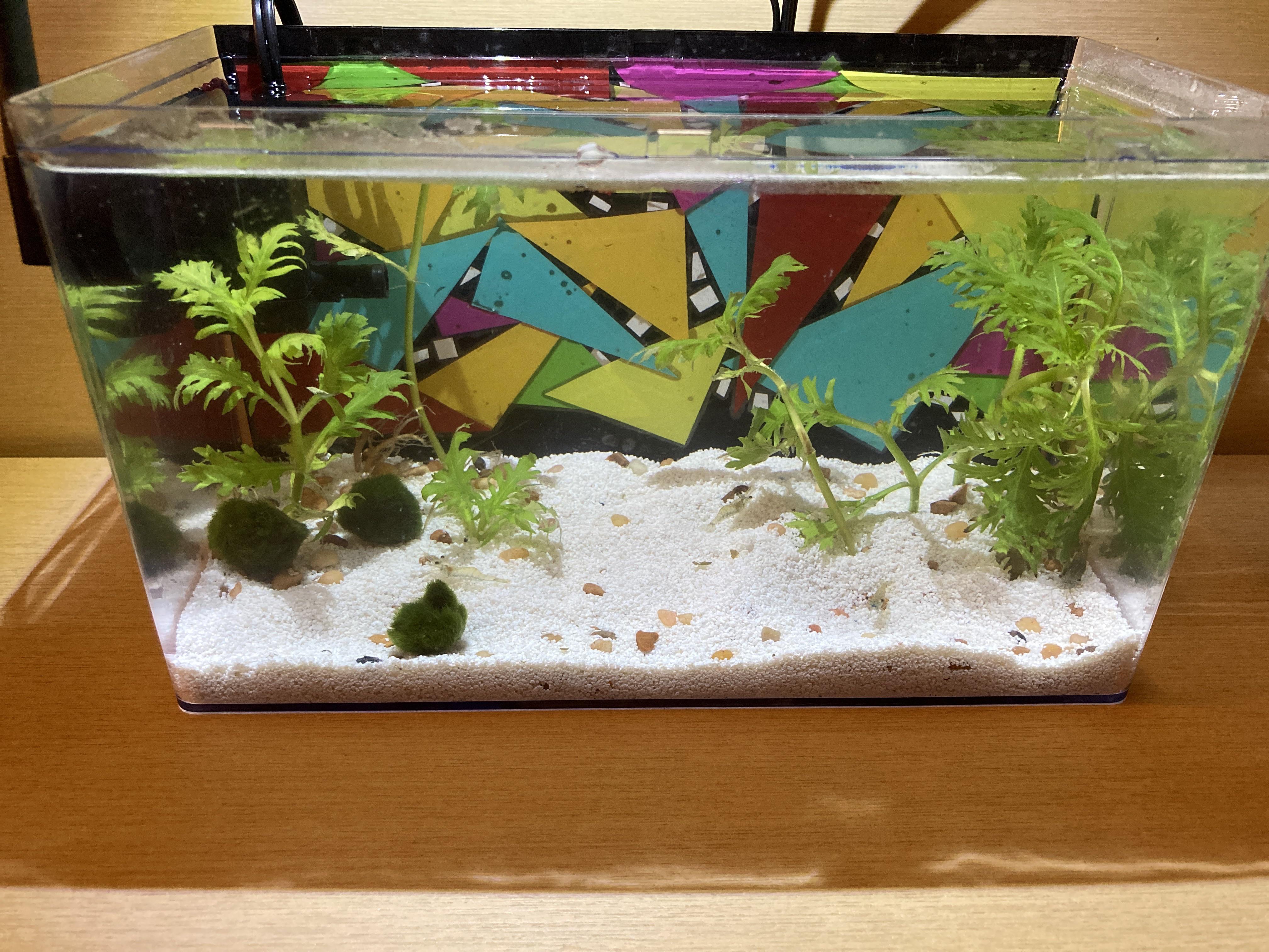 nano shrimp tank ) r/nanotank