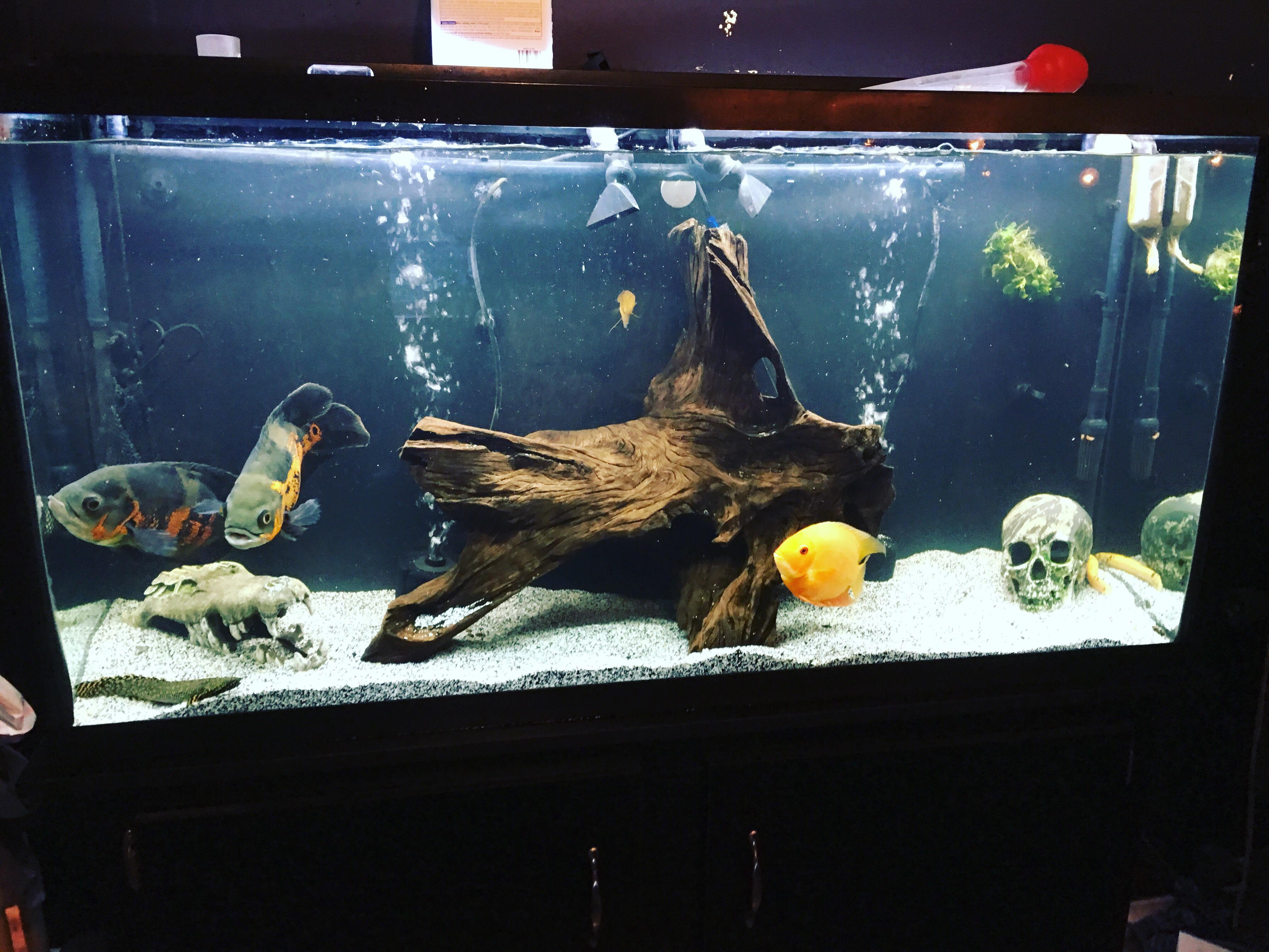 [For Sale][USCA] Marineland 60 Gallon Tank with Stand, LED Light, Hood