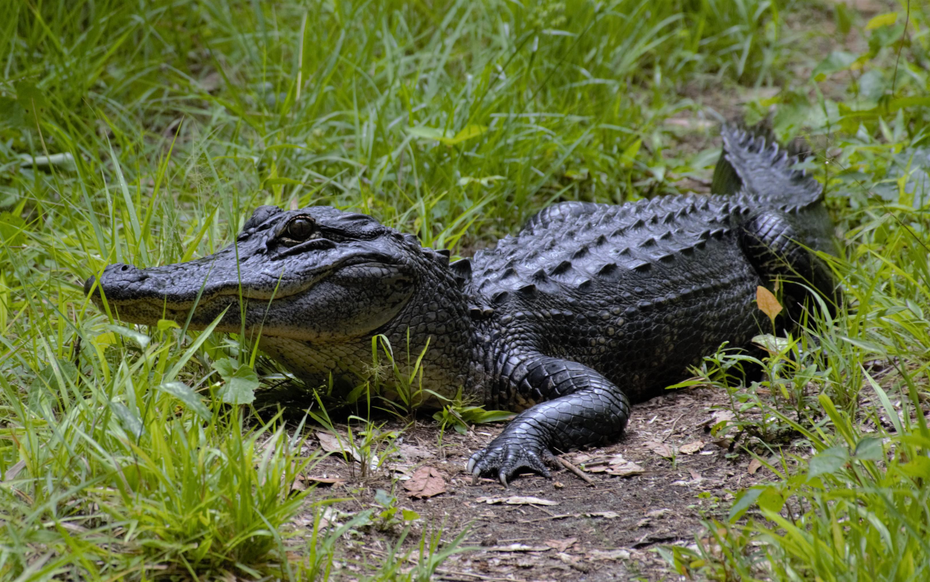 Alligator at the Savannah National Wildlife Refuge r/wildlifephotography