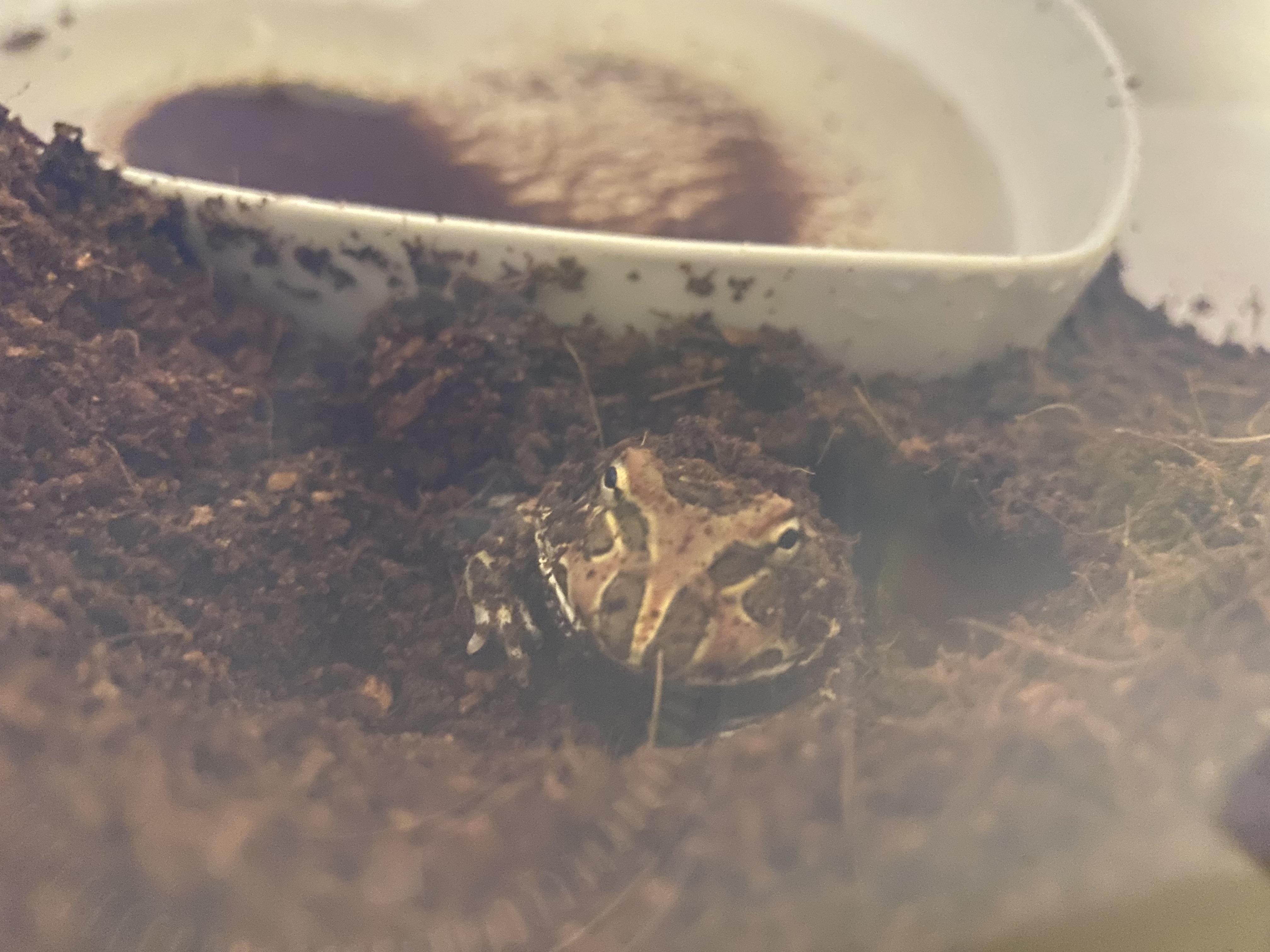 New to pacman frogs, need advice on heating pads. How long to keep a