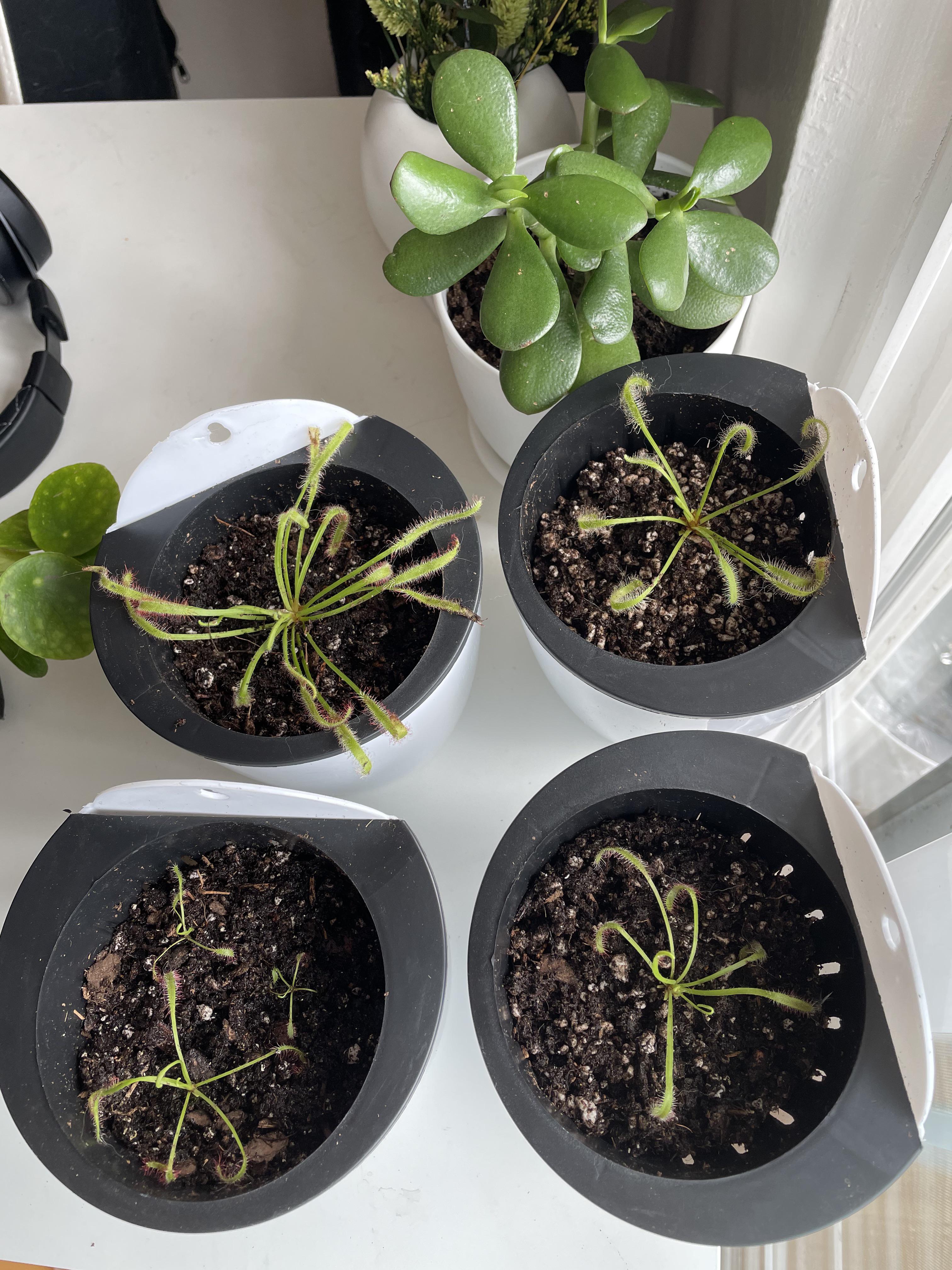 Repotted my sundews... I thought I purchased two. I am now up to six