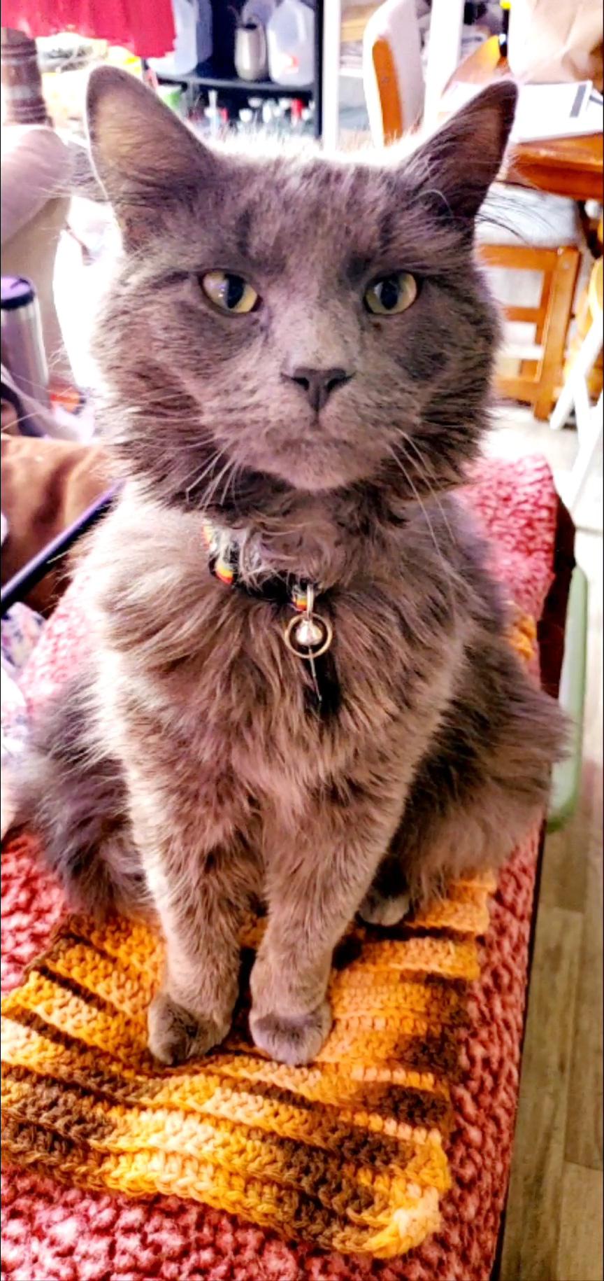 Thank you donor who is making little blankets for cats at the shelter