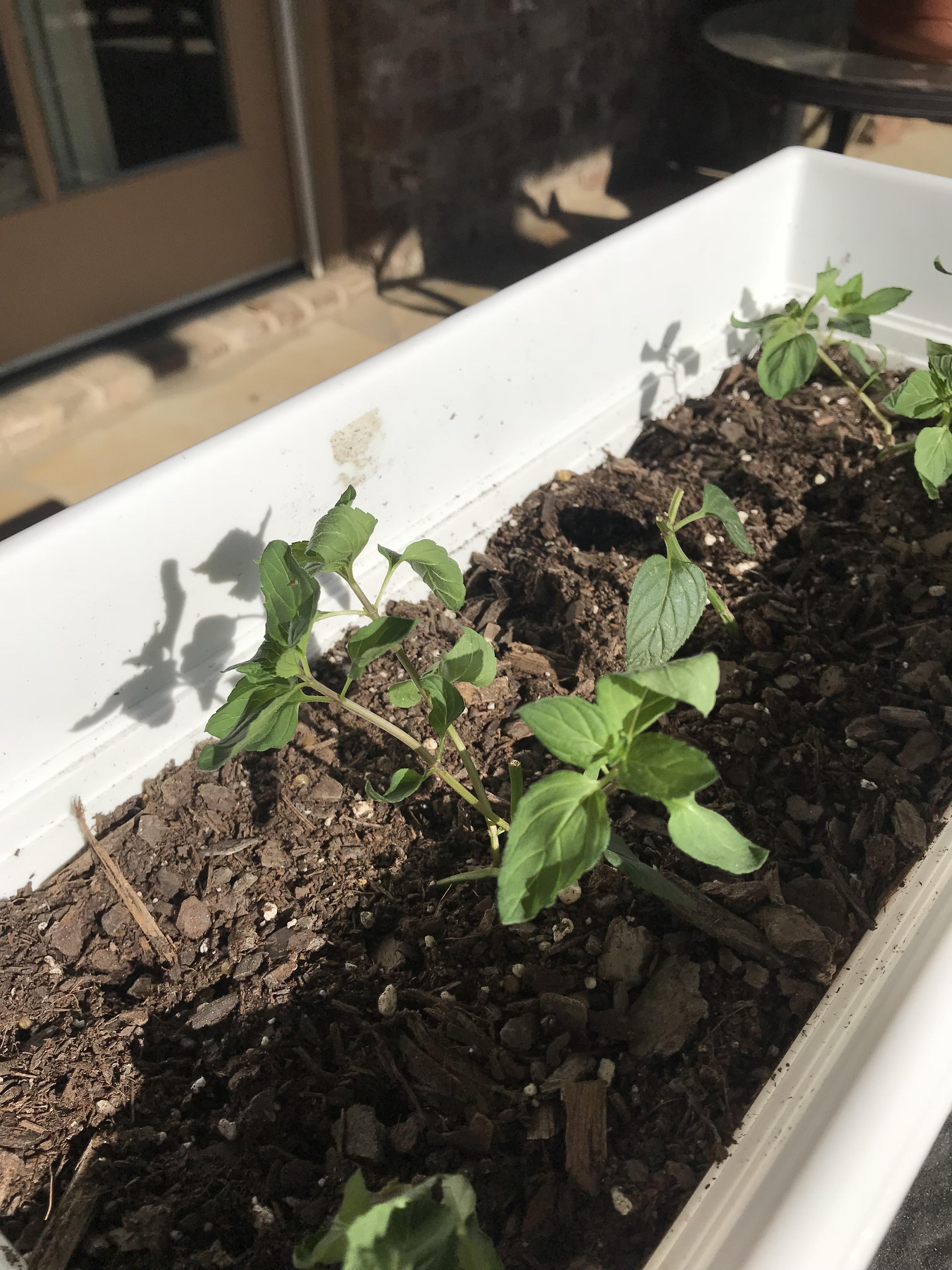 Help! Why are my mint leaves curling and softening? I may have