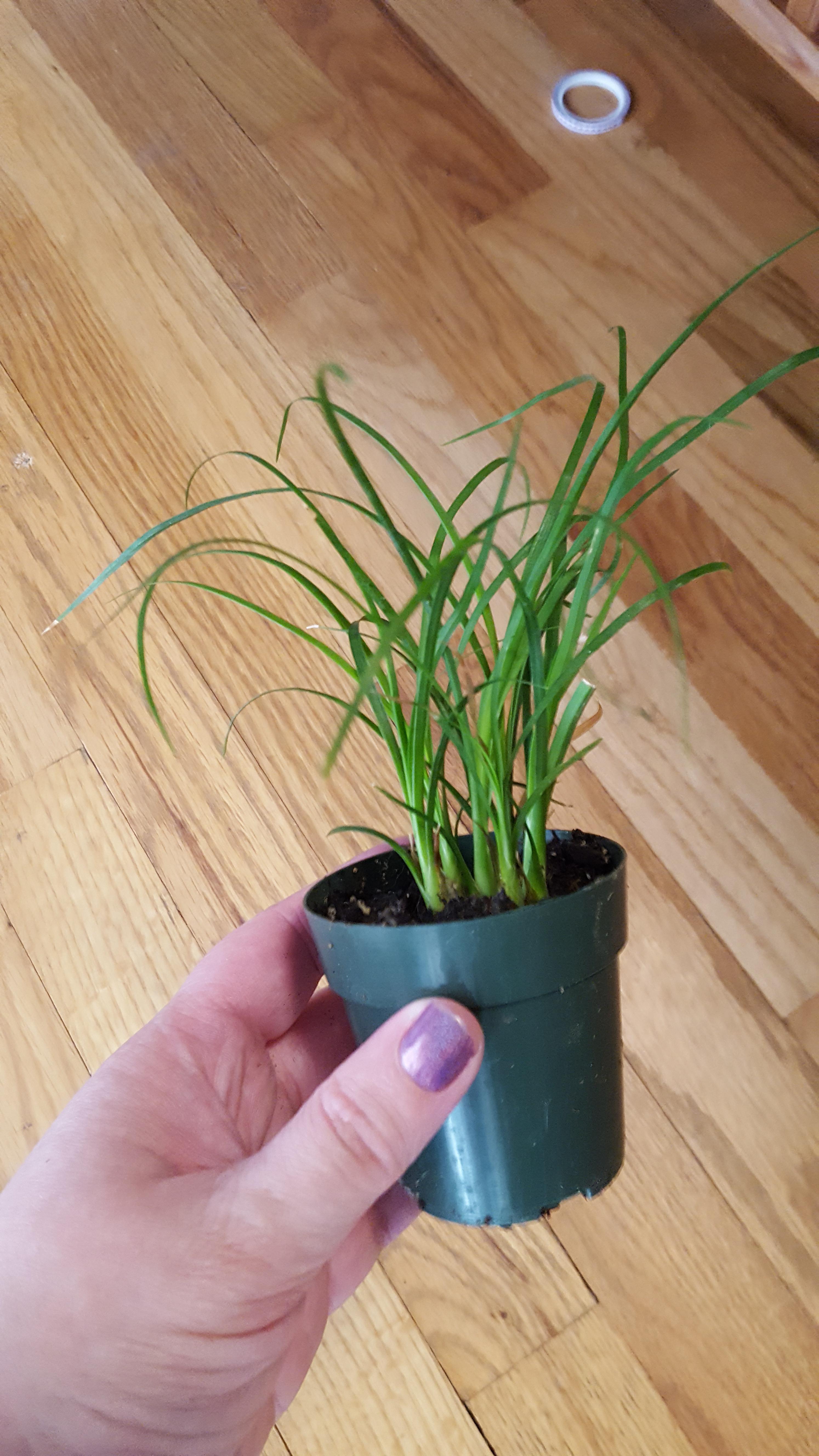 Houseplant. Flat, Grasslike blades but growing from small bulbs r