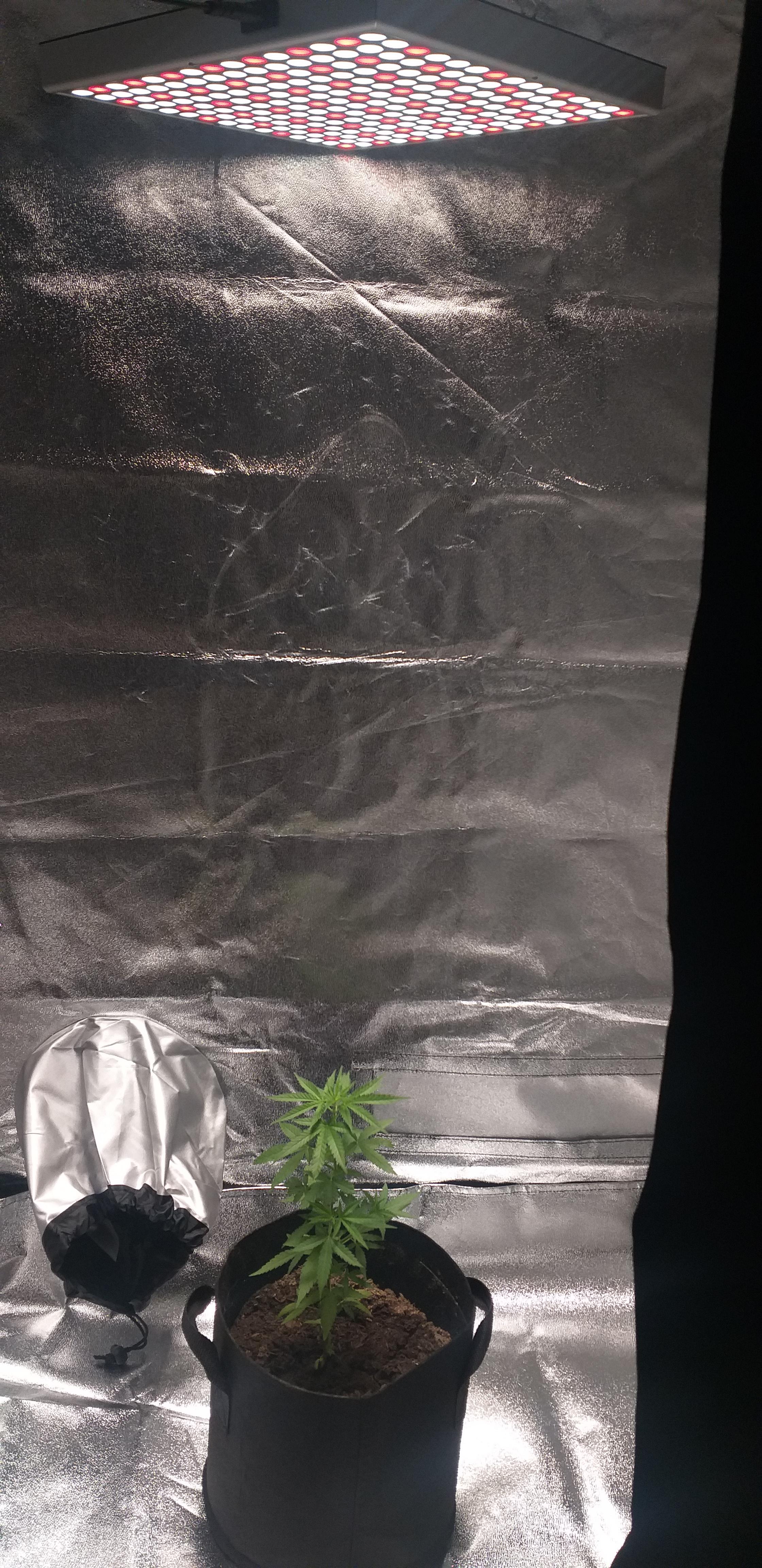 6 Week Grapefruit Diesel Topped once r/CannabisGrowers