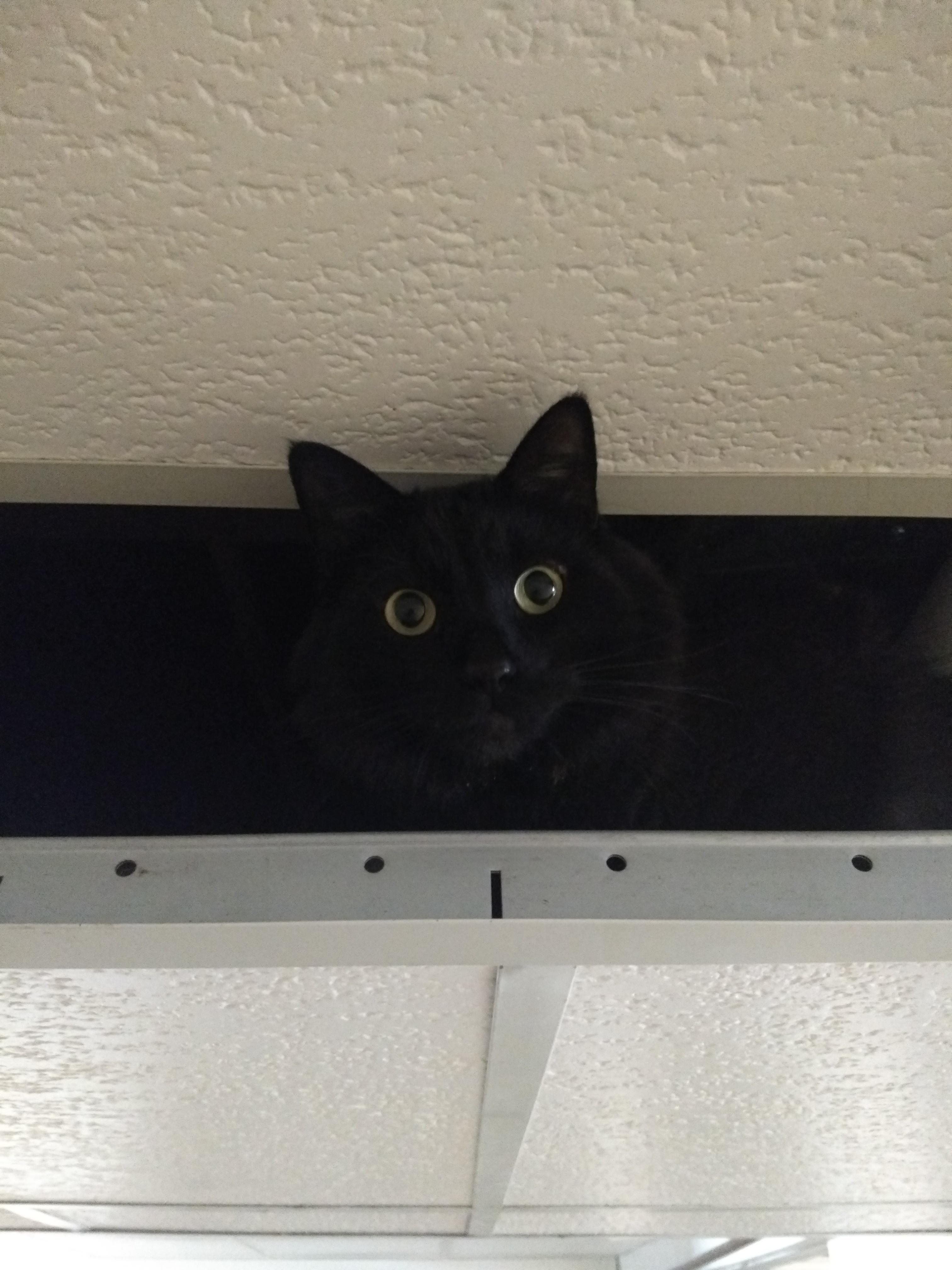 Cat got stuck inside the ceiling... His expression is priceless! r/aww