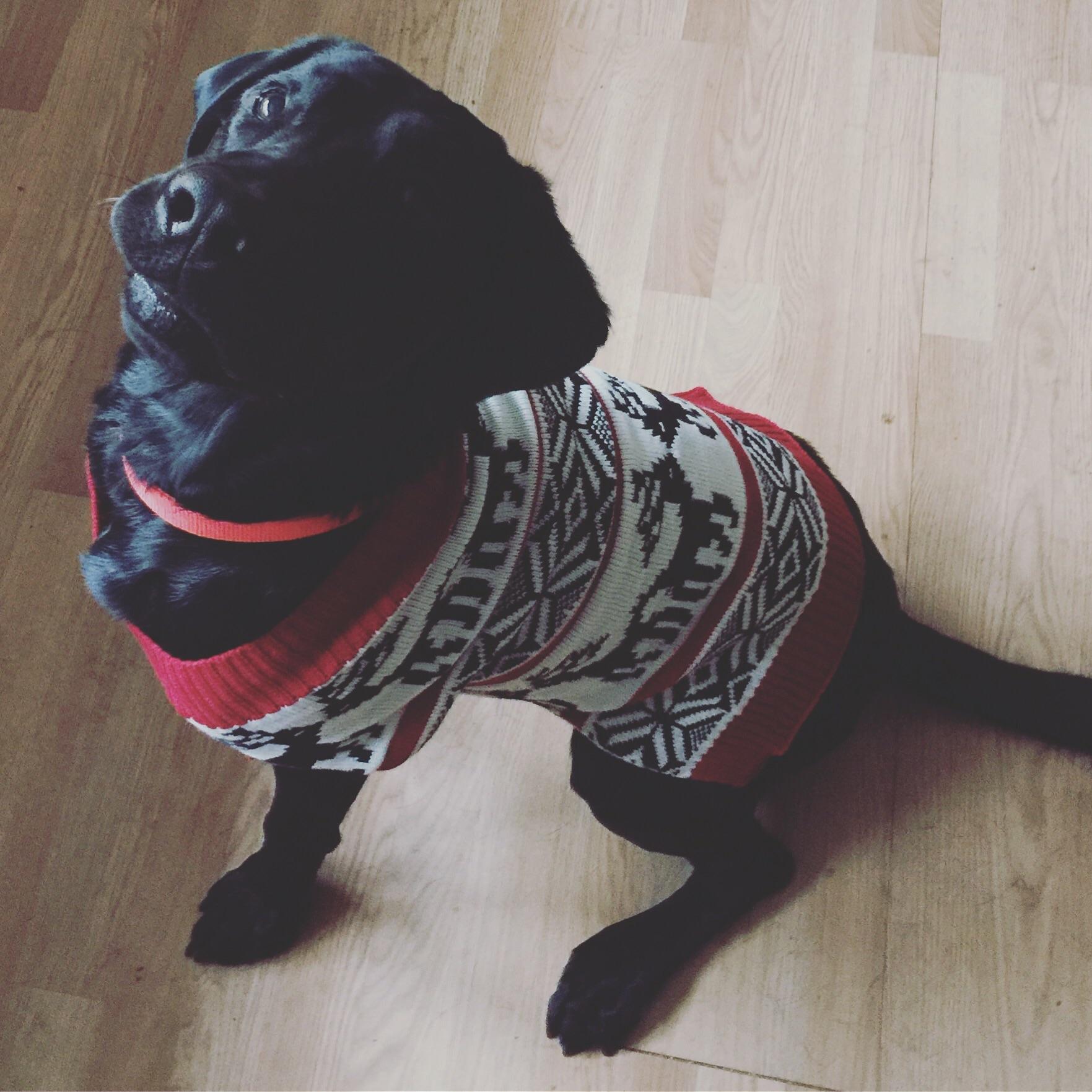 When it’s cold outside he likes his sweaters r/dogpictures