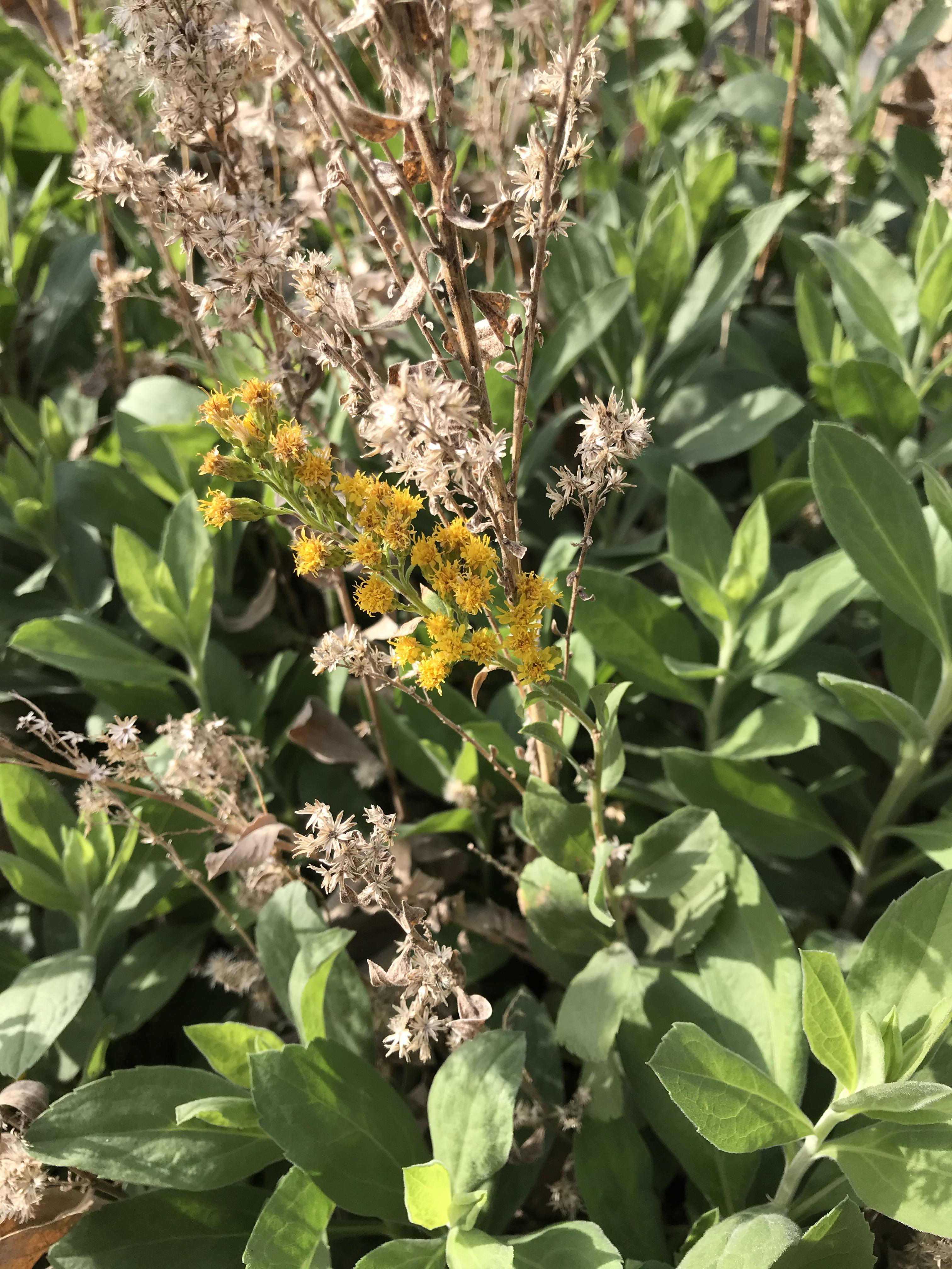 Little shrubby plant with yellow flowers that smell really good PlantIdentification