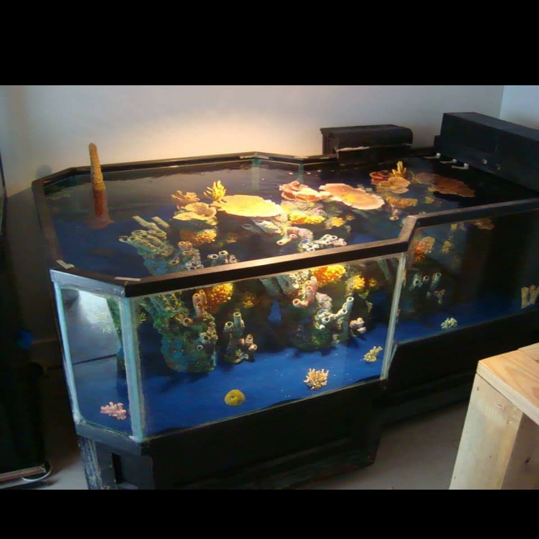 300g reef tank that the Ohio Fish Rescue have away for free r/Aquariums