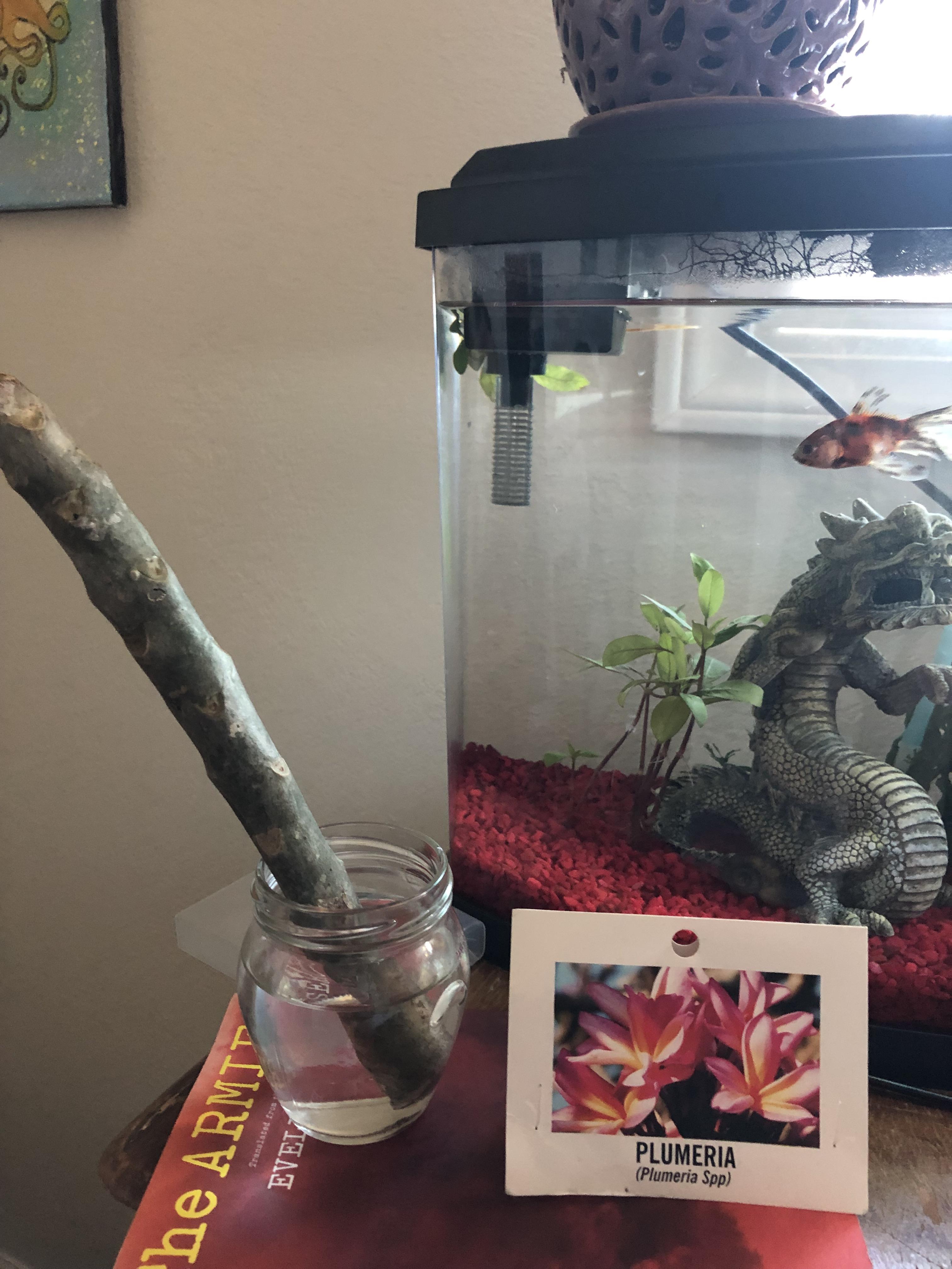 i’ve had this plumeria sitting in water for a couple weeks with no sign