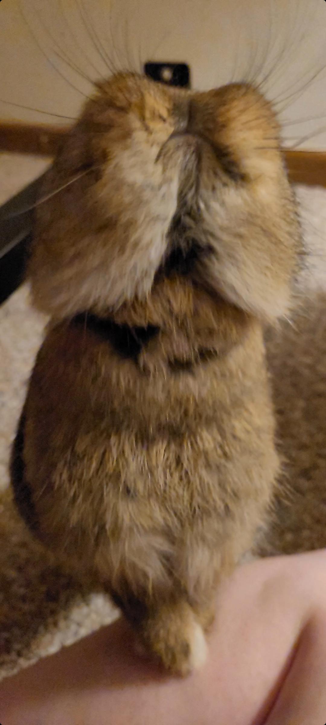 Willow trying her hardest to share my food with herself r/Rabbits