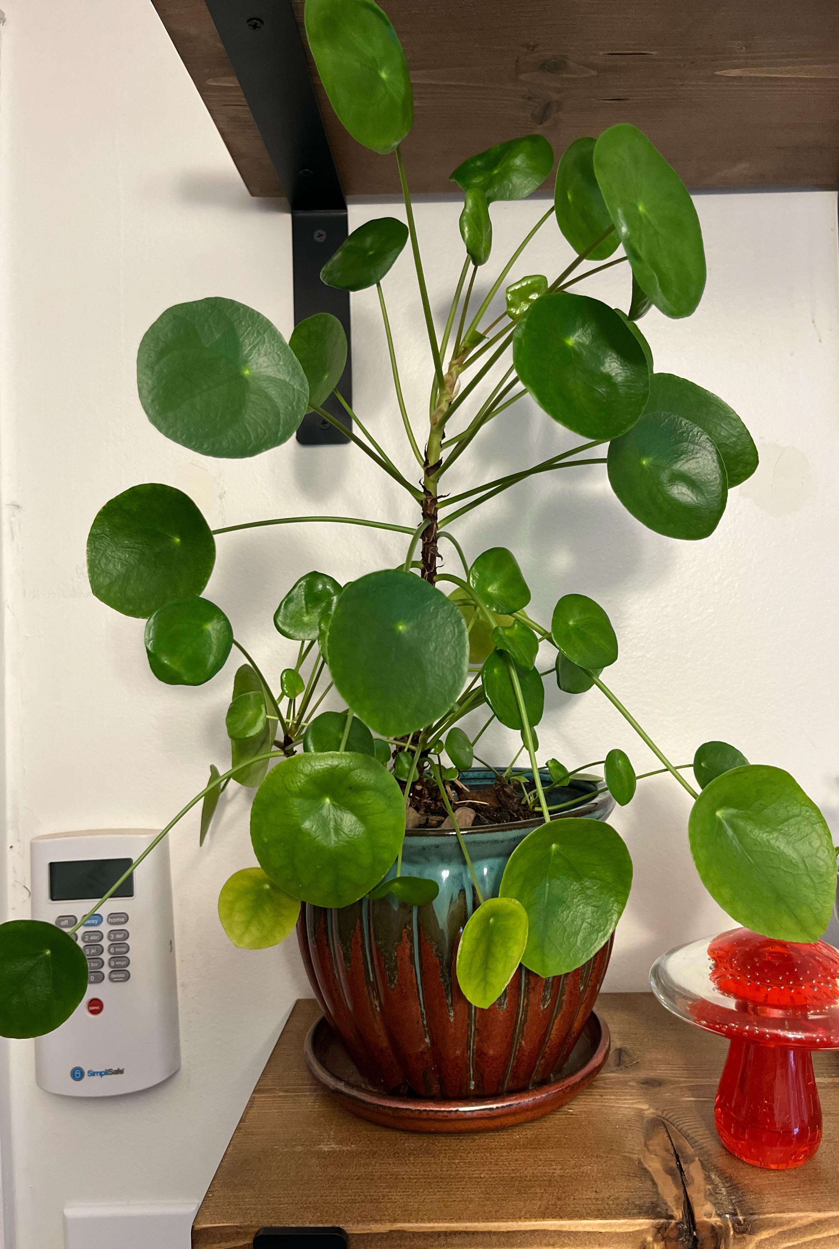 My friend told me this Chinese money plant is really hard to care for