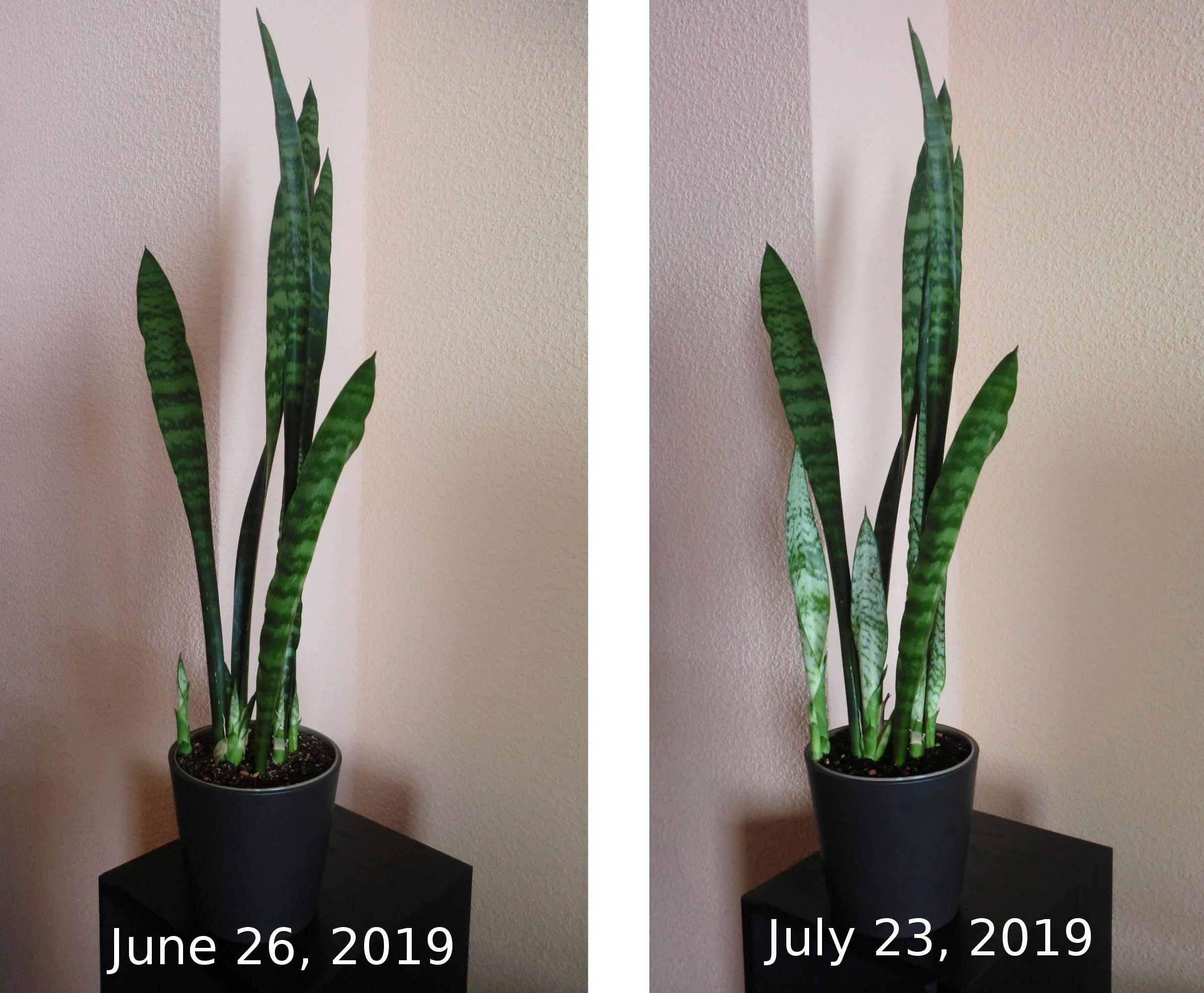 Less than a month of new growth on my Sansevieria trifasciata Plant