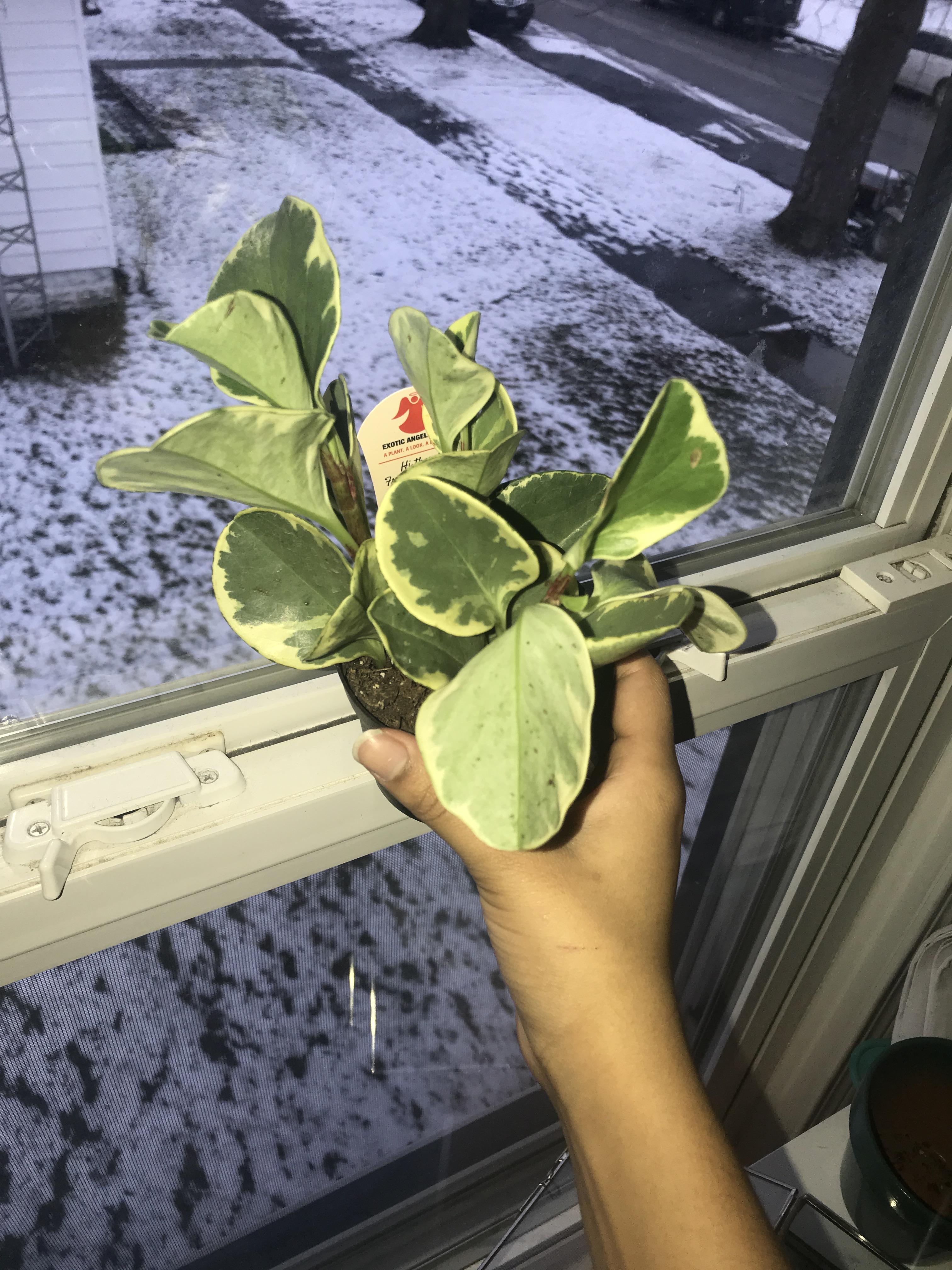 Help! I think my peperomia is dying. About a week ago, my plant