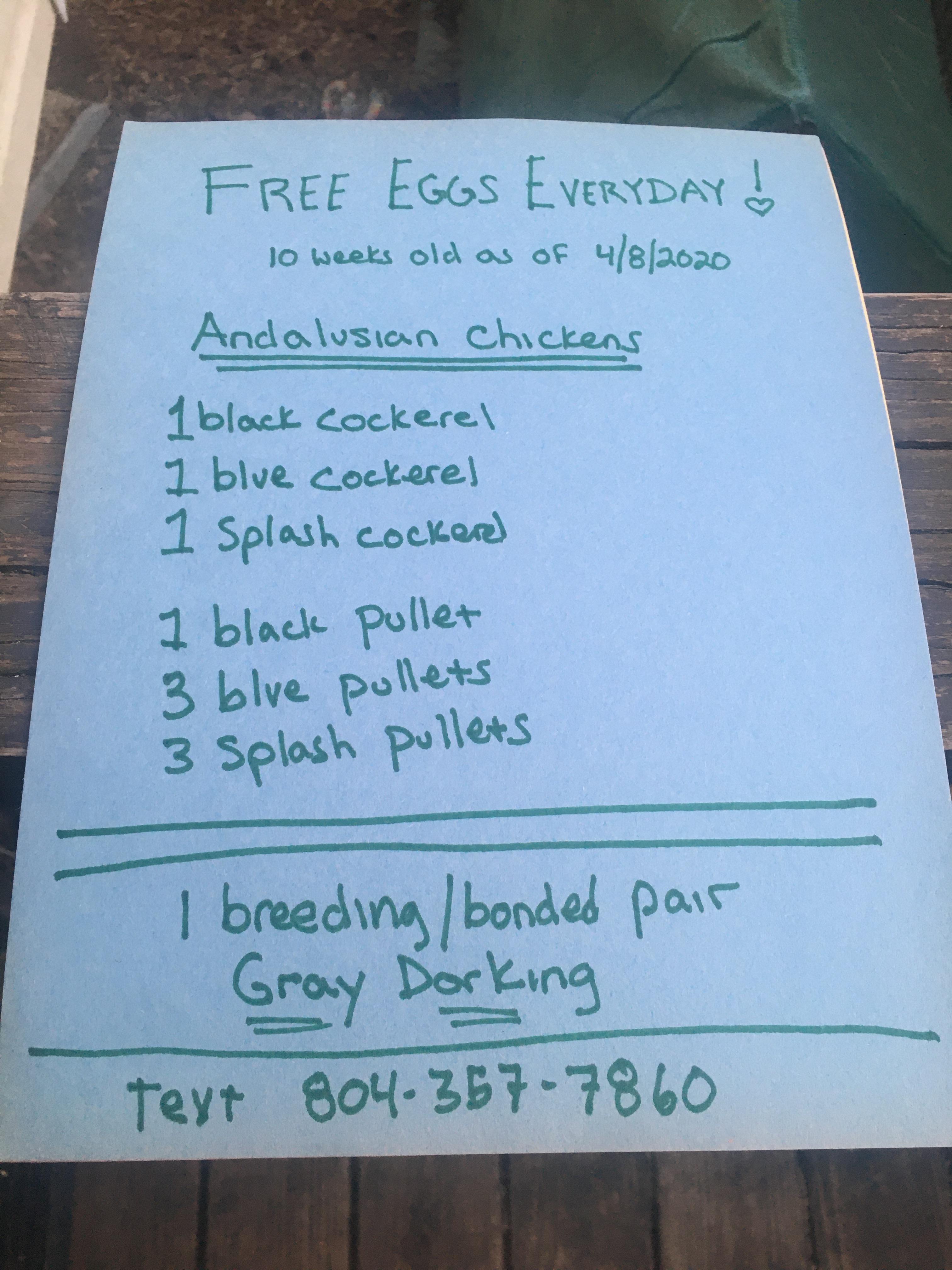 Chickens for sale in Ashland r/Virginia