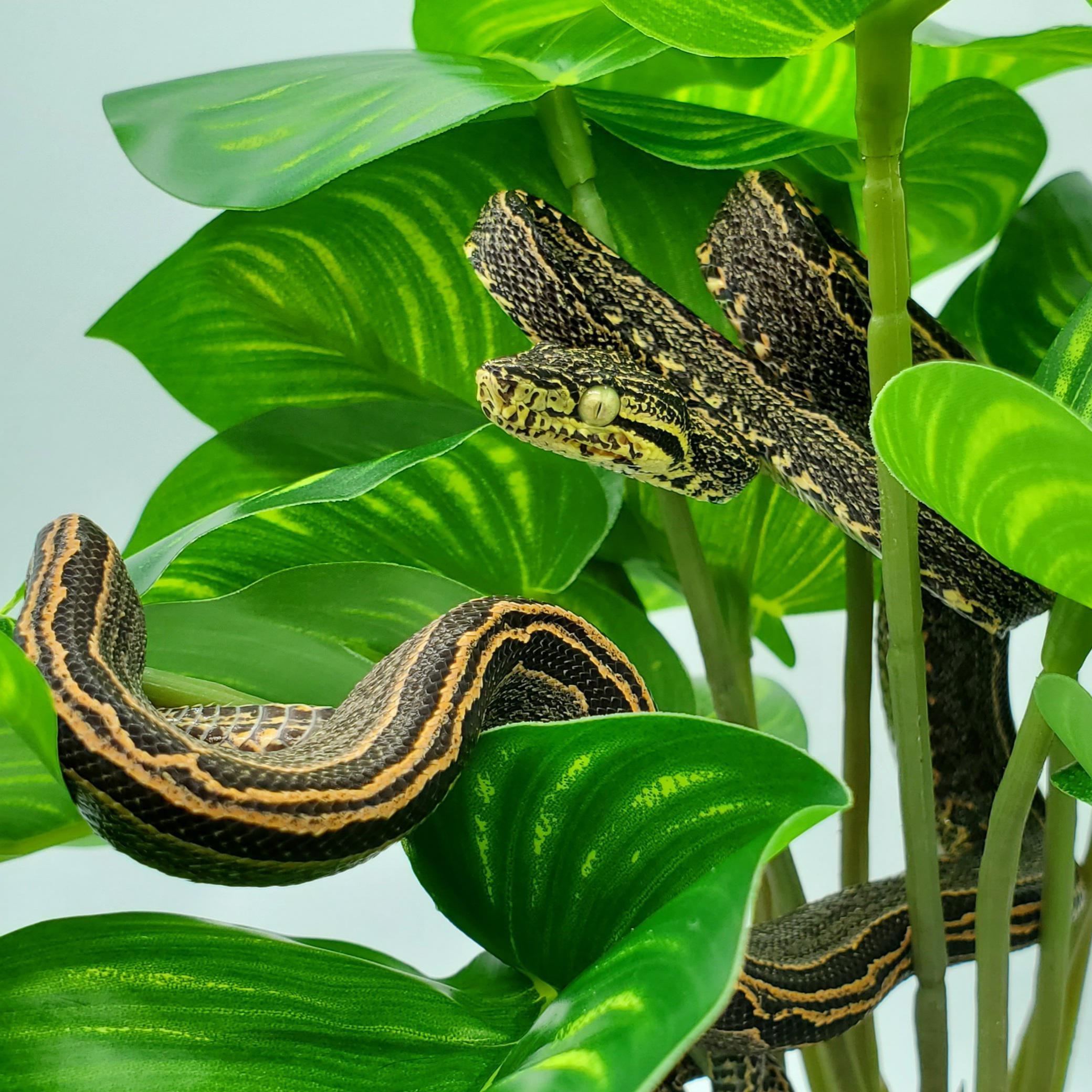 Tiger Amazon Tree Boa (Corallus hortulanus) r/snakes