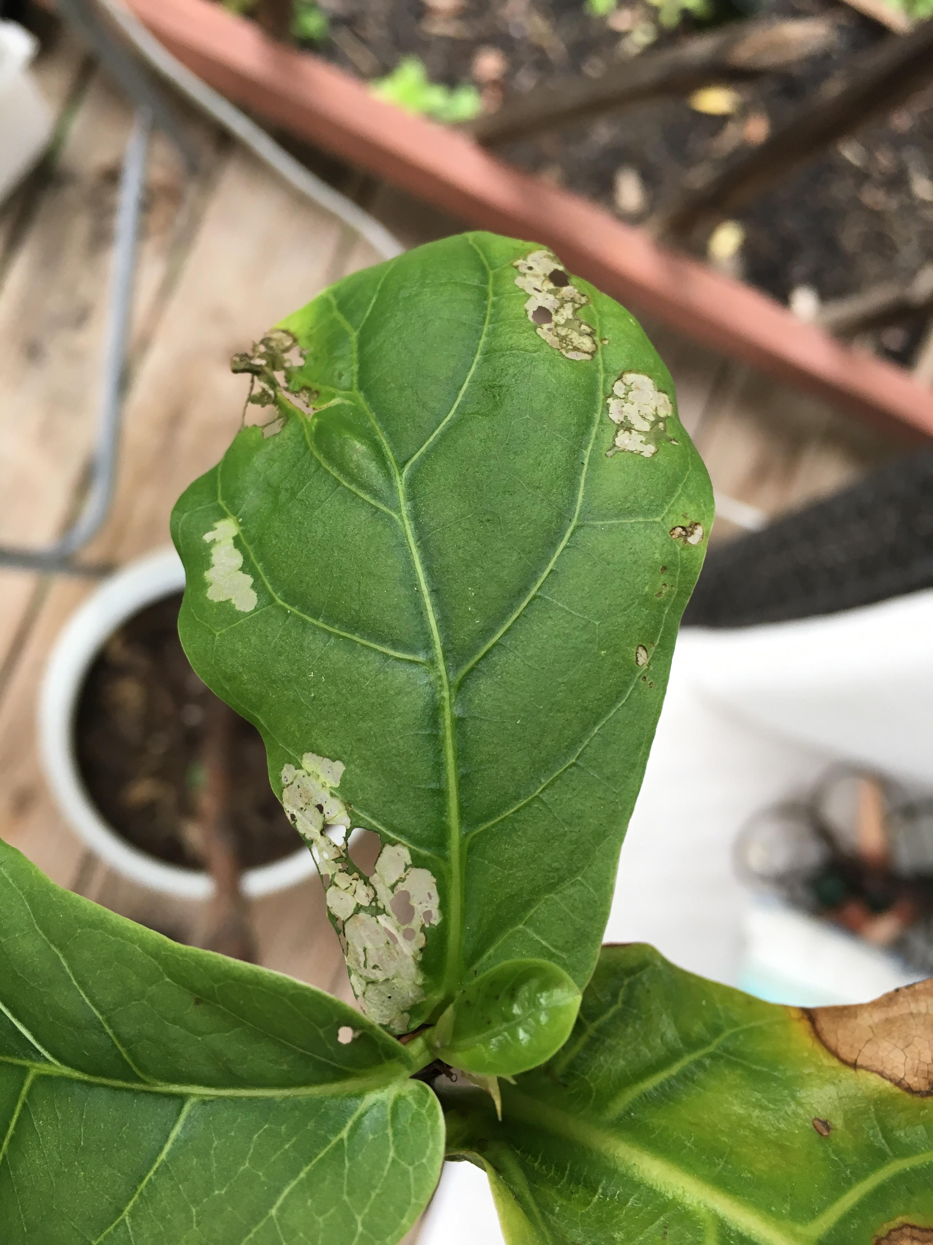 Rescued a fiddle leaf fig from completely dying but some of the newer