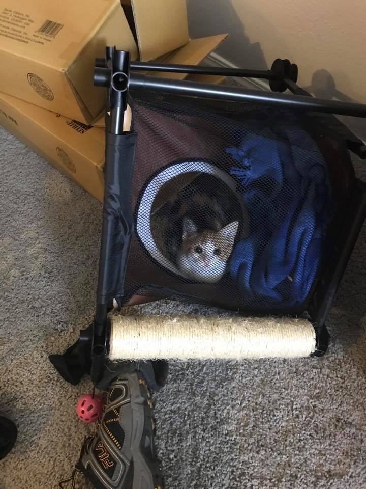 She never suspected her own bed as a trap! TheCatTrapIsWorking