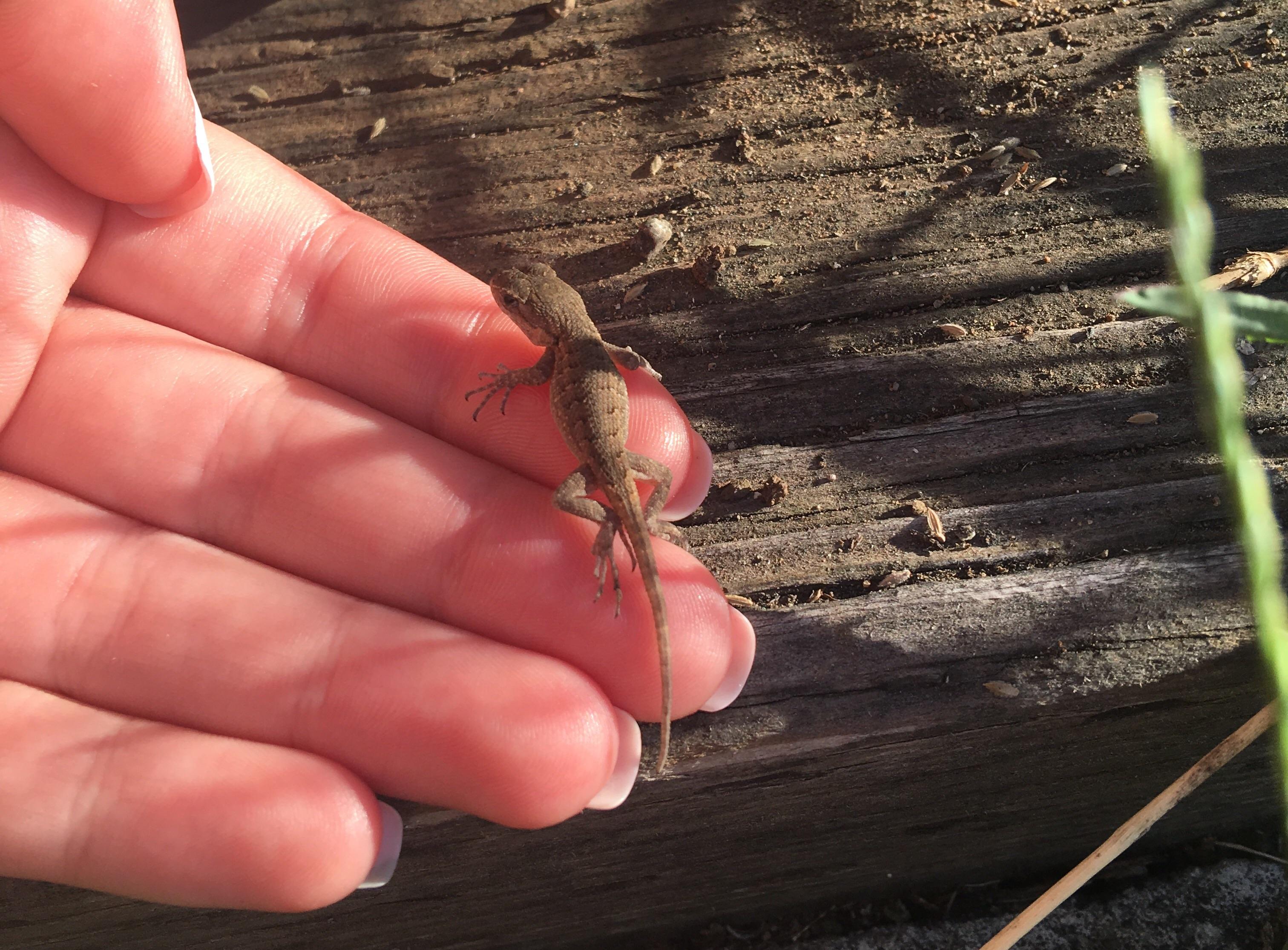 Tiny baby lizard I found in my backyard Cuties Overload