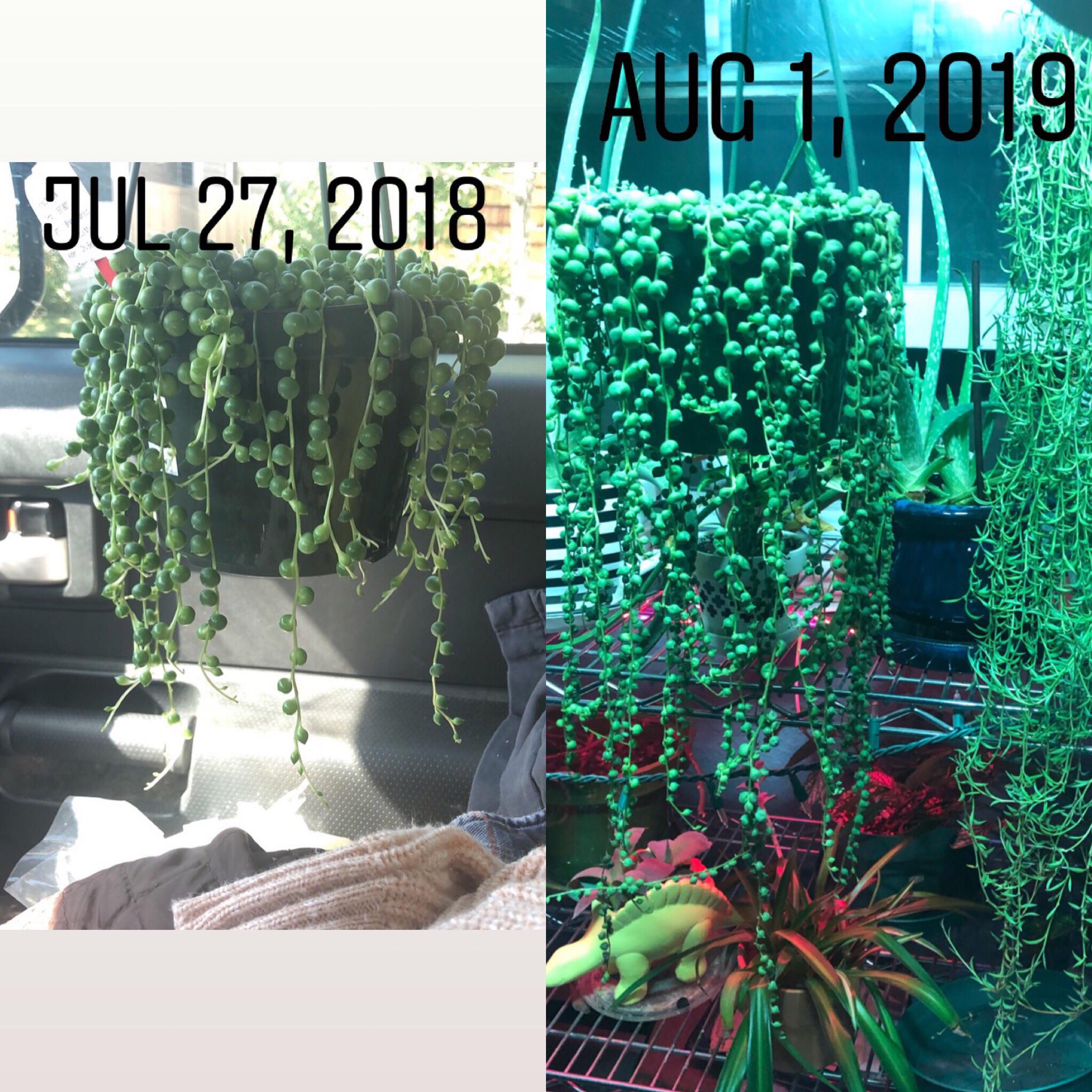 My pride and joy. A little over a year of growth r/Plant_Progress